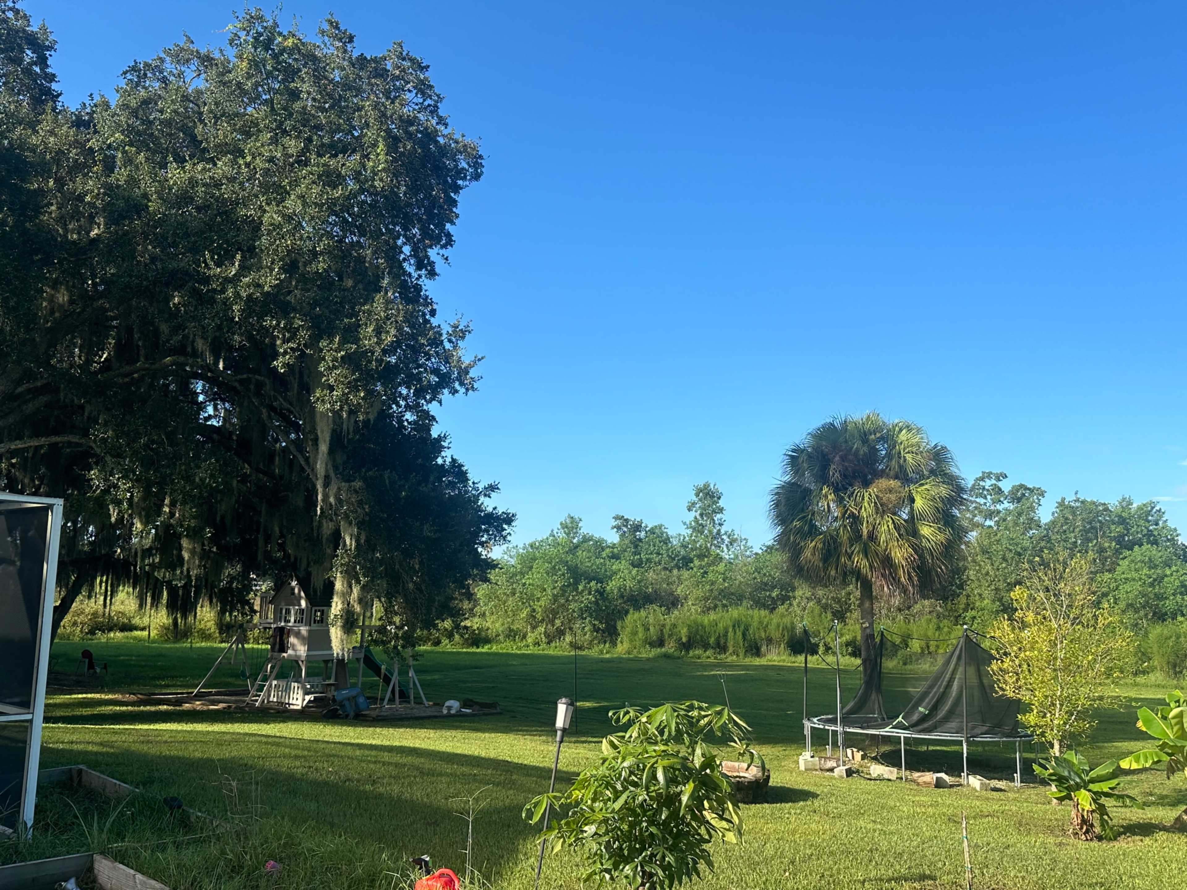 The image shows a green lawn with a large oak tree and a palm tree, alongside a playground structure and a trampoline in the background.