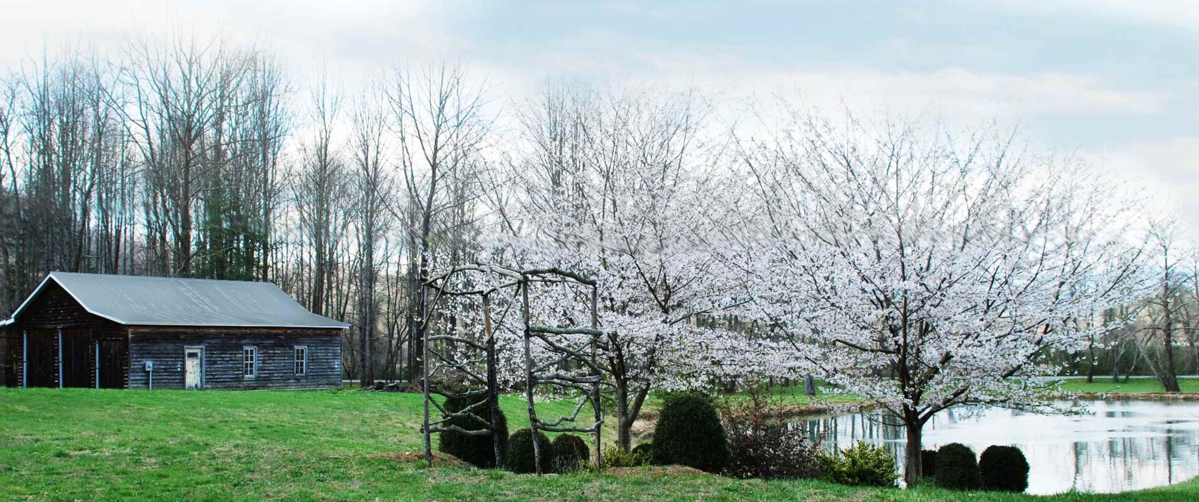 A rustic wooden barn sits beside a pond, with flowering trees in bloom nearby.