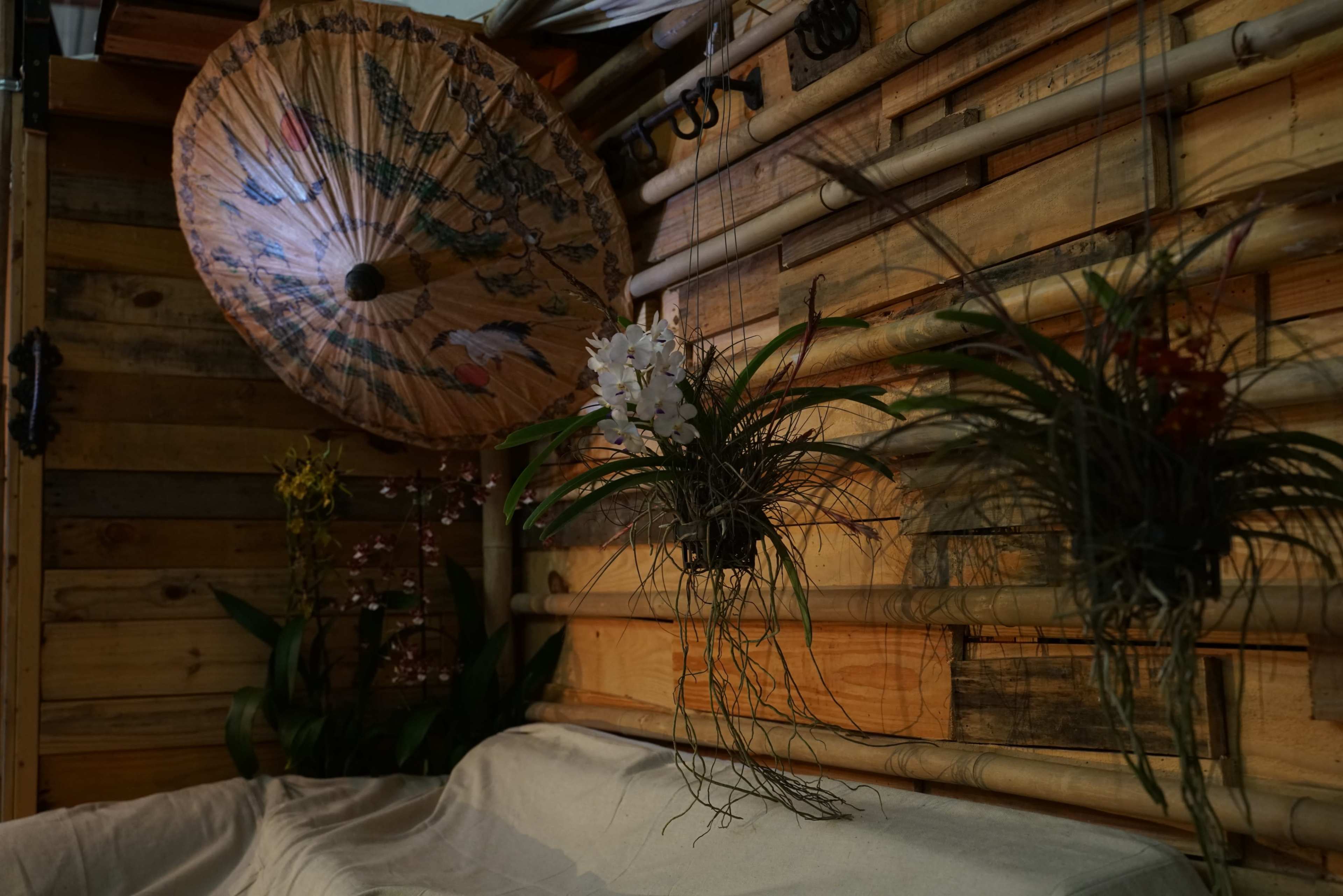 A wooden interior features a large decorative umbrella hanging beside potted plants with long roots.