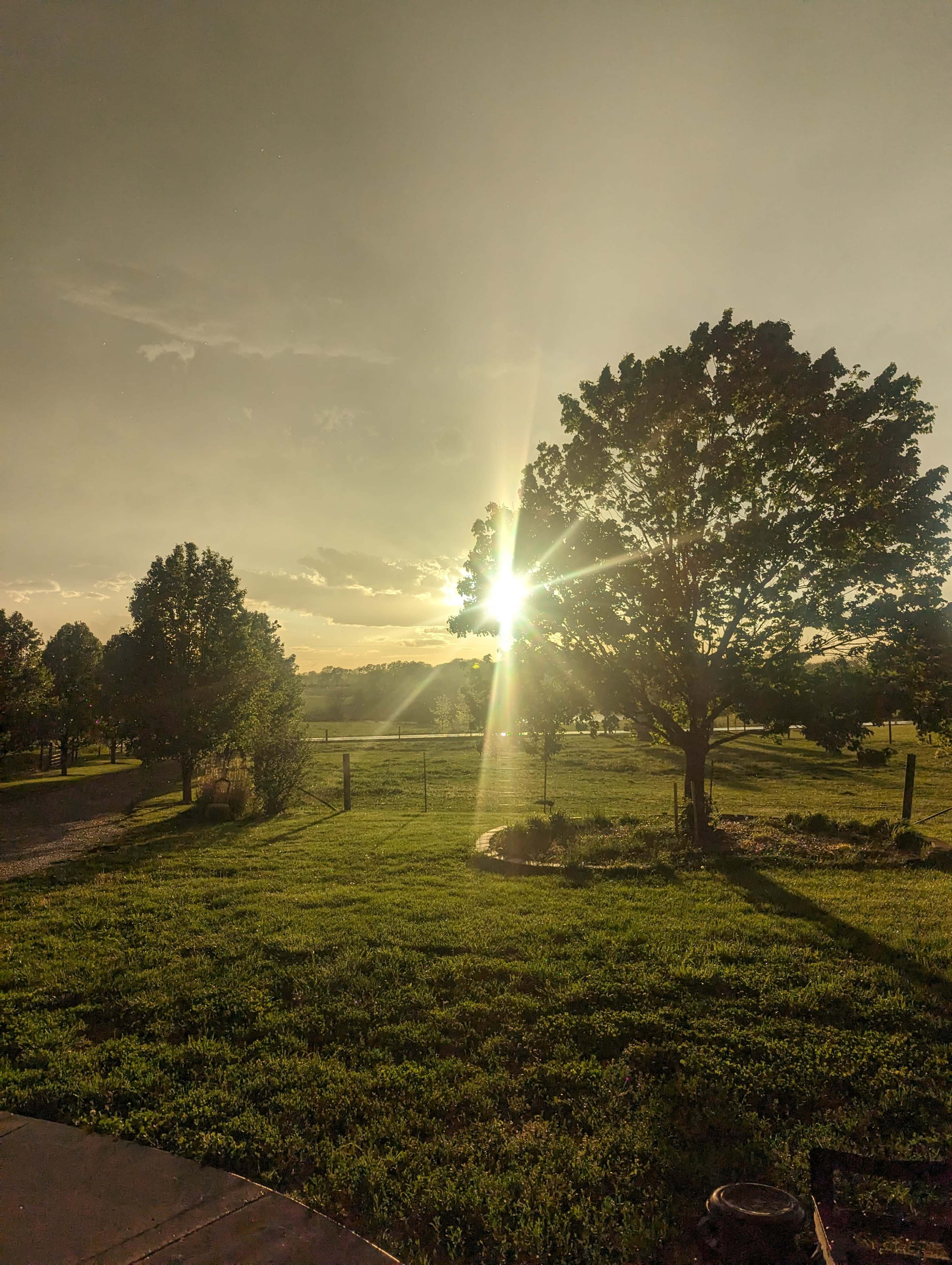 The sun sets behind a tree in a grassy field, casting rays of light across the landscape.