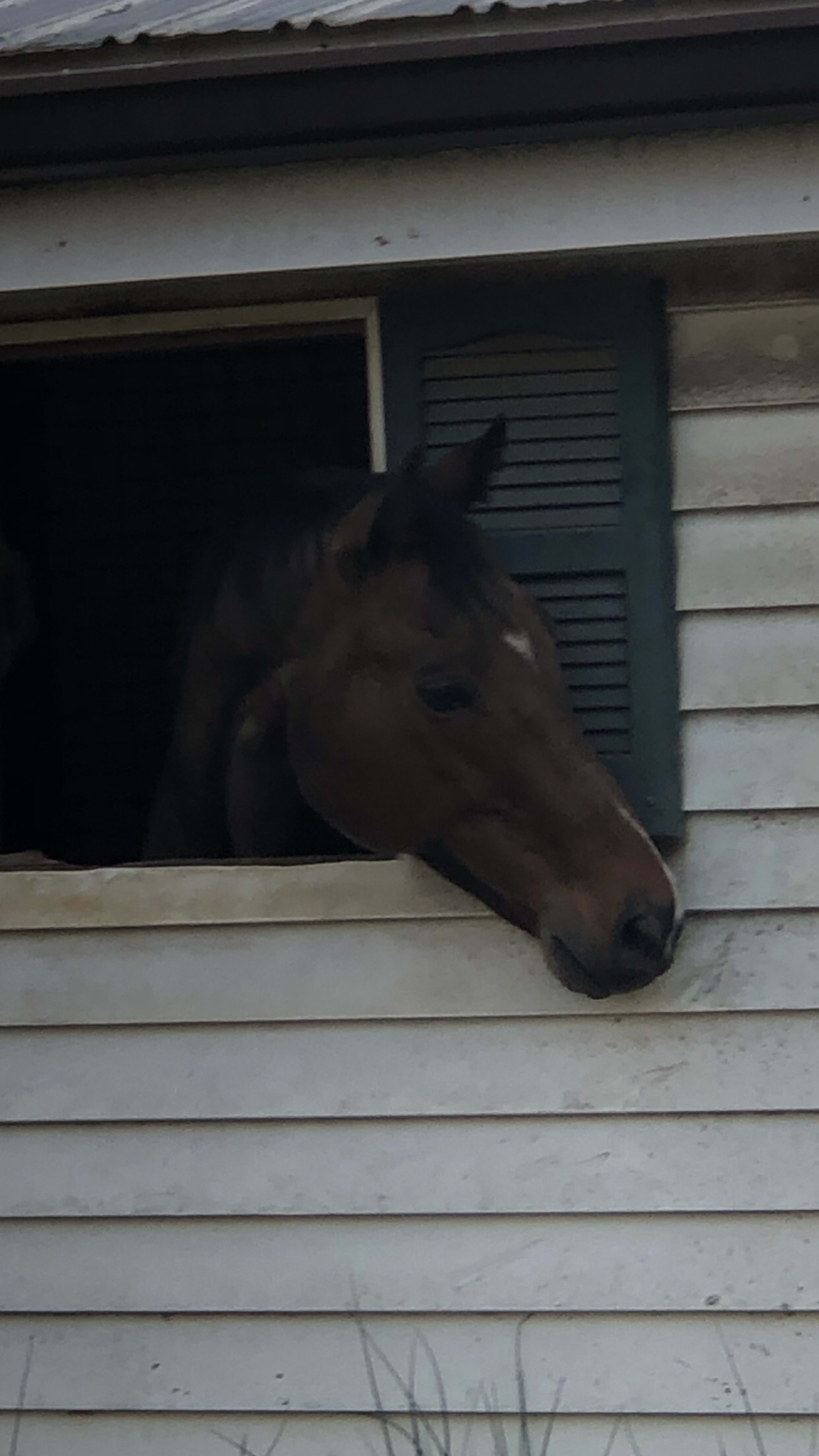 A horse leans out of a window of a building with a light-colored exterior.