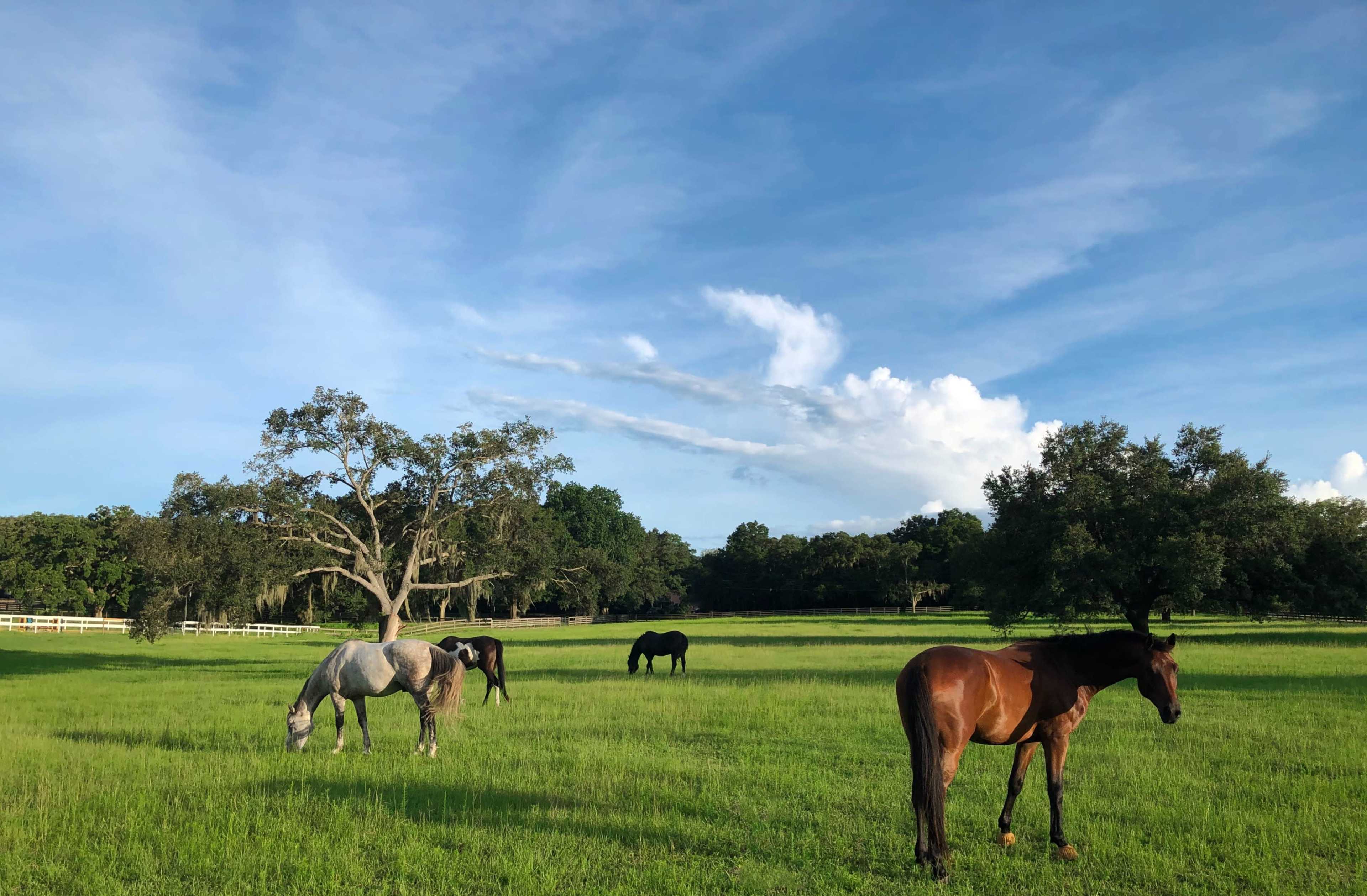 Several horses graze in a green pasture under a blue sky with scattered clouds.