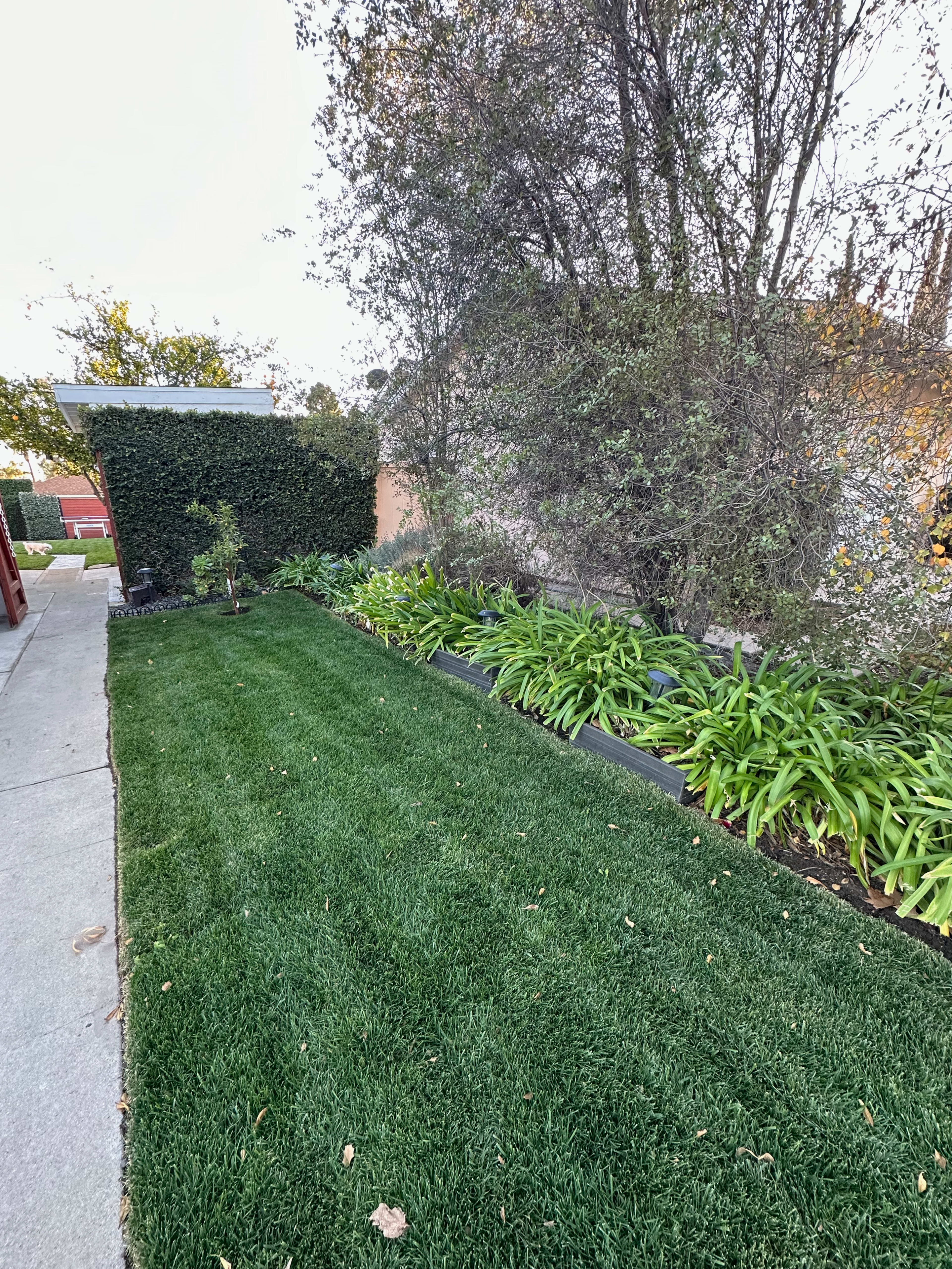 The image shows a neatly maintained grass lawn bordered by lush green plants and a hedged area on one side.