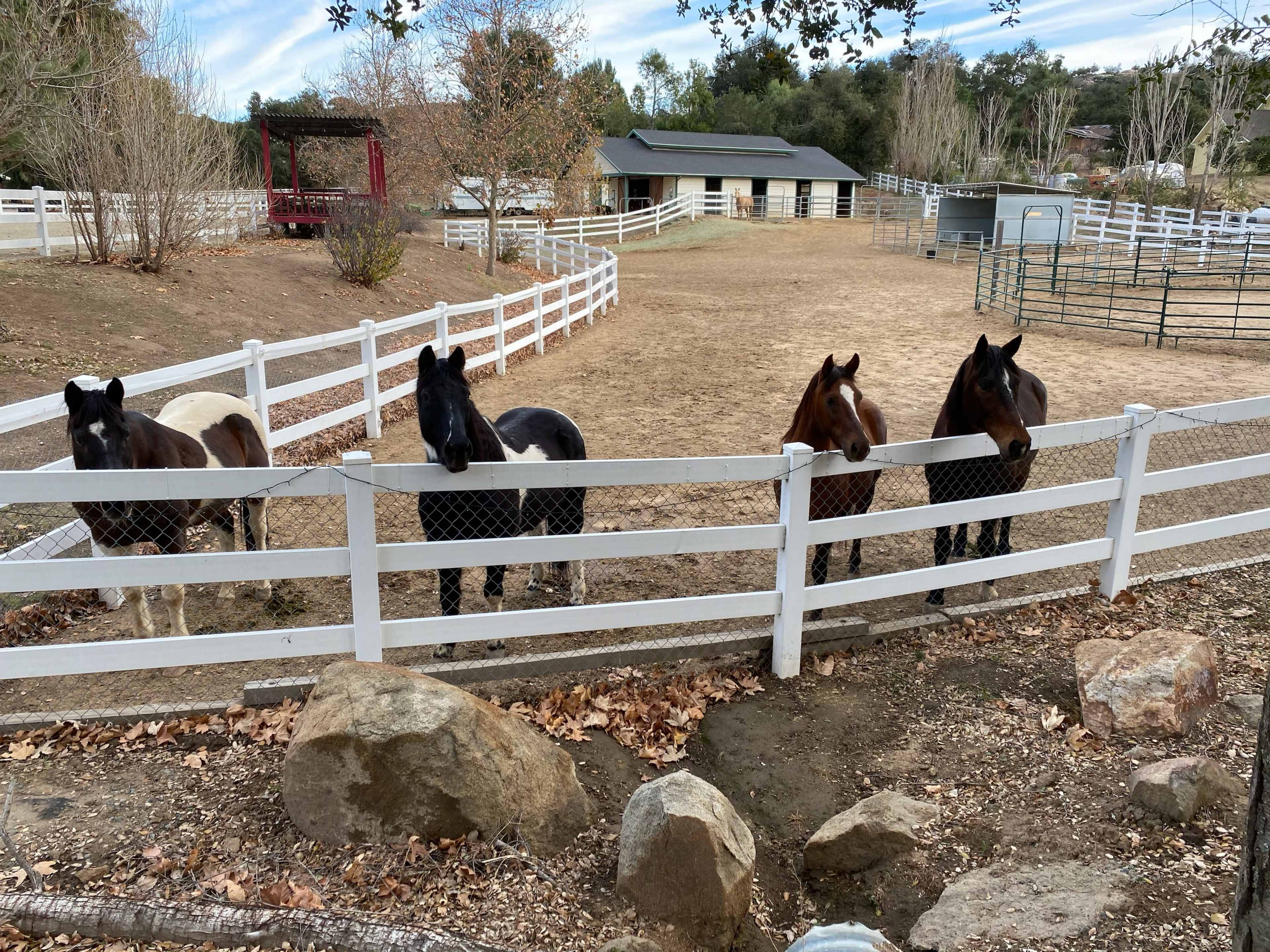 Four horses of different colors stand by a white fence in a paddock with a dirt ground and trees in the background.