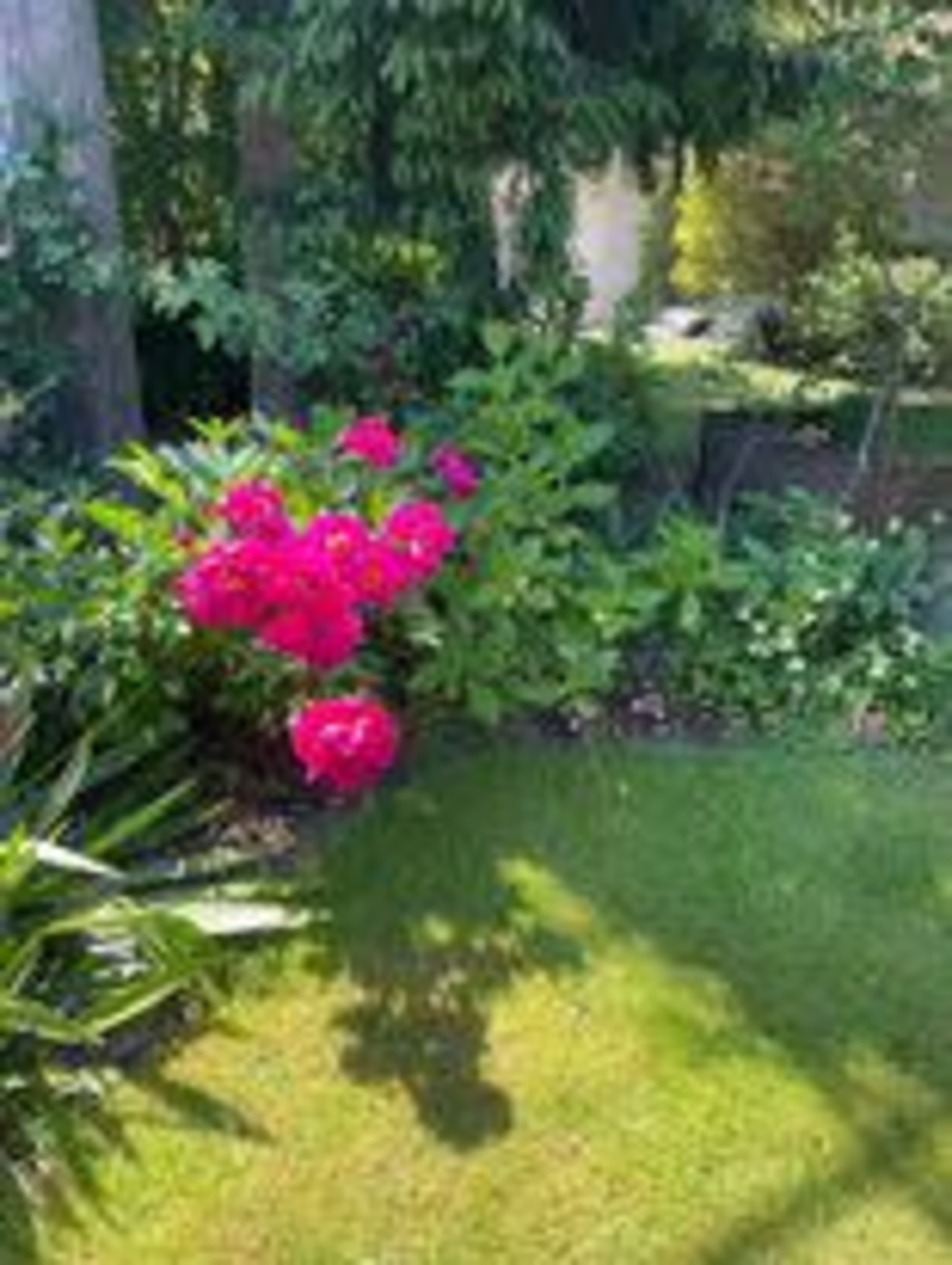 A cluster of bright pink flowers grows amid lush green foliage in a garden.