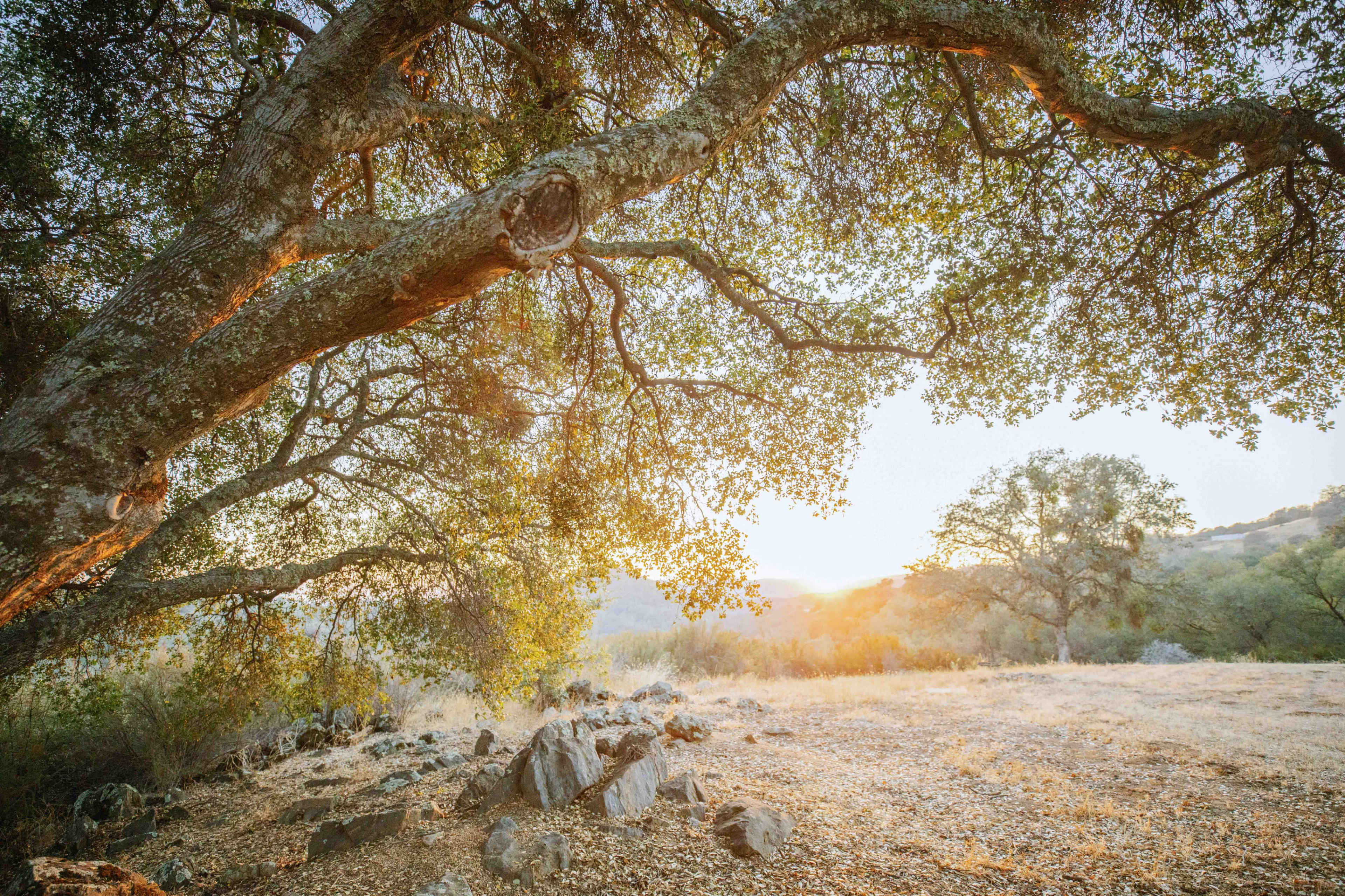 A large tree with sprawling branches overlooking a sunlit landscape filled with rocks and dry grass.