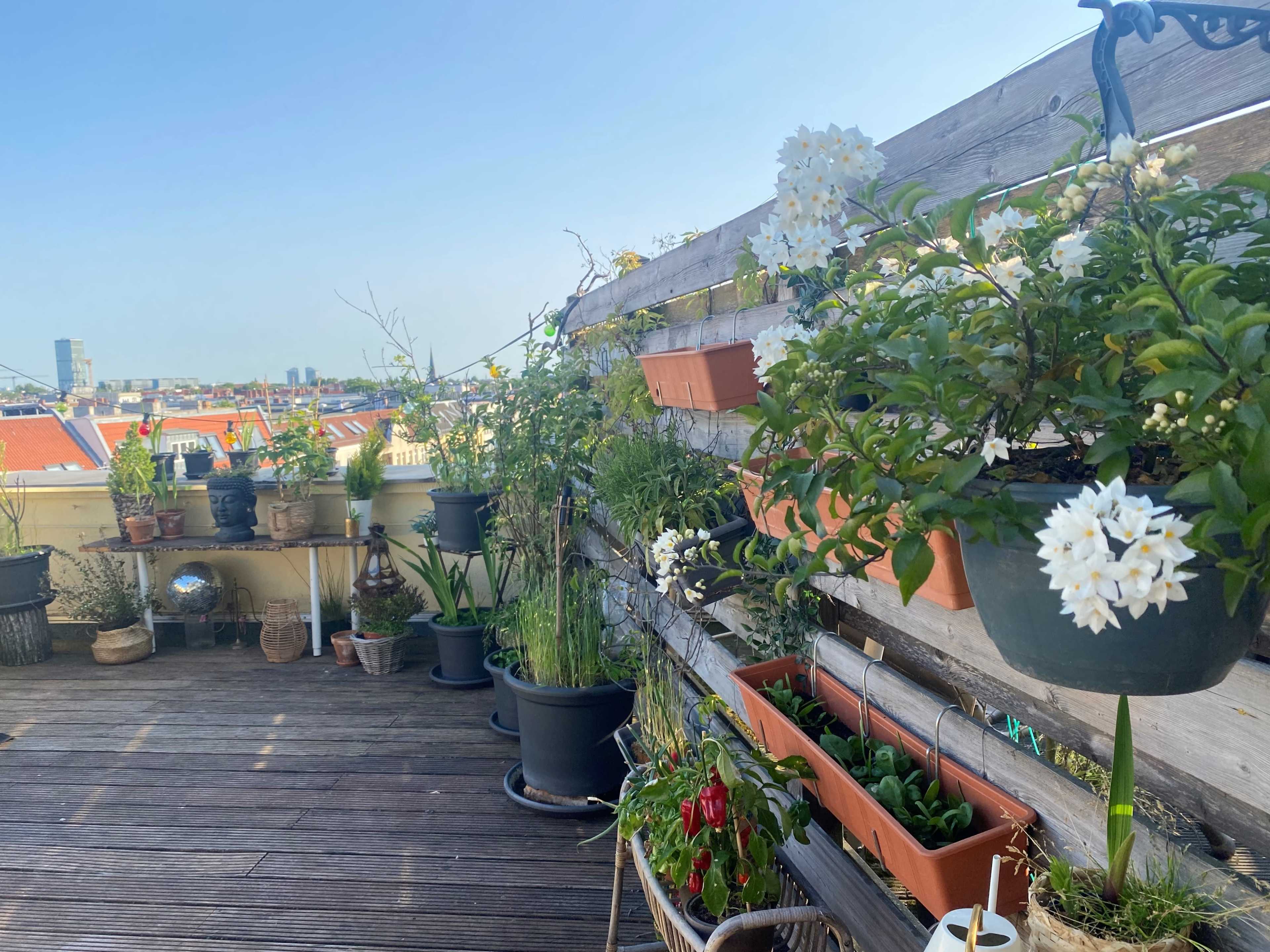 A rooftop garden with various potted plants and flowers arranged along a wooden fence, overlooking a city skyline.