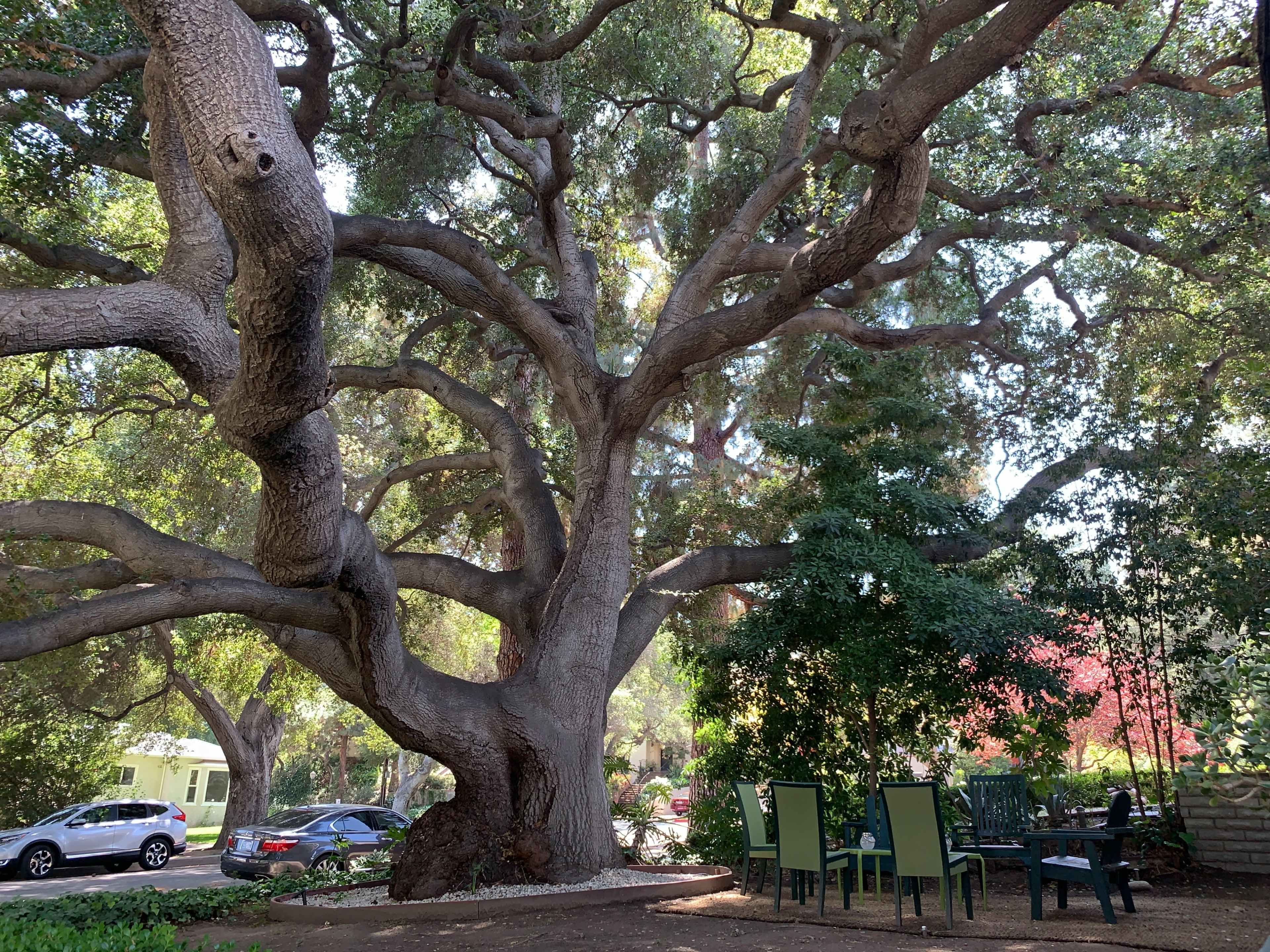 A large tree with sprawling branches provides shade over a seating area surrounded by greenery and parked cars in the background.