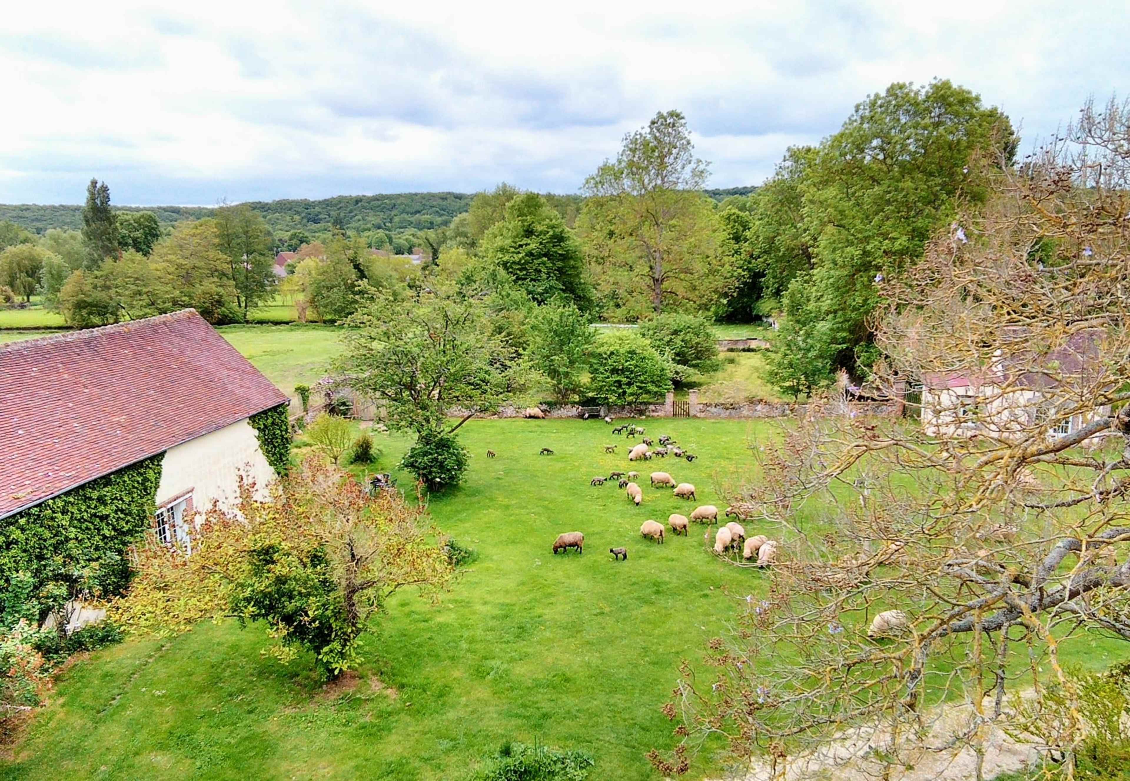 A flock of sheep grazes in a green meadow surrounded by trees and two rural buildings.