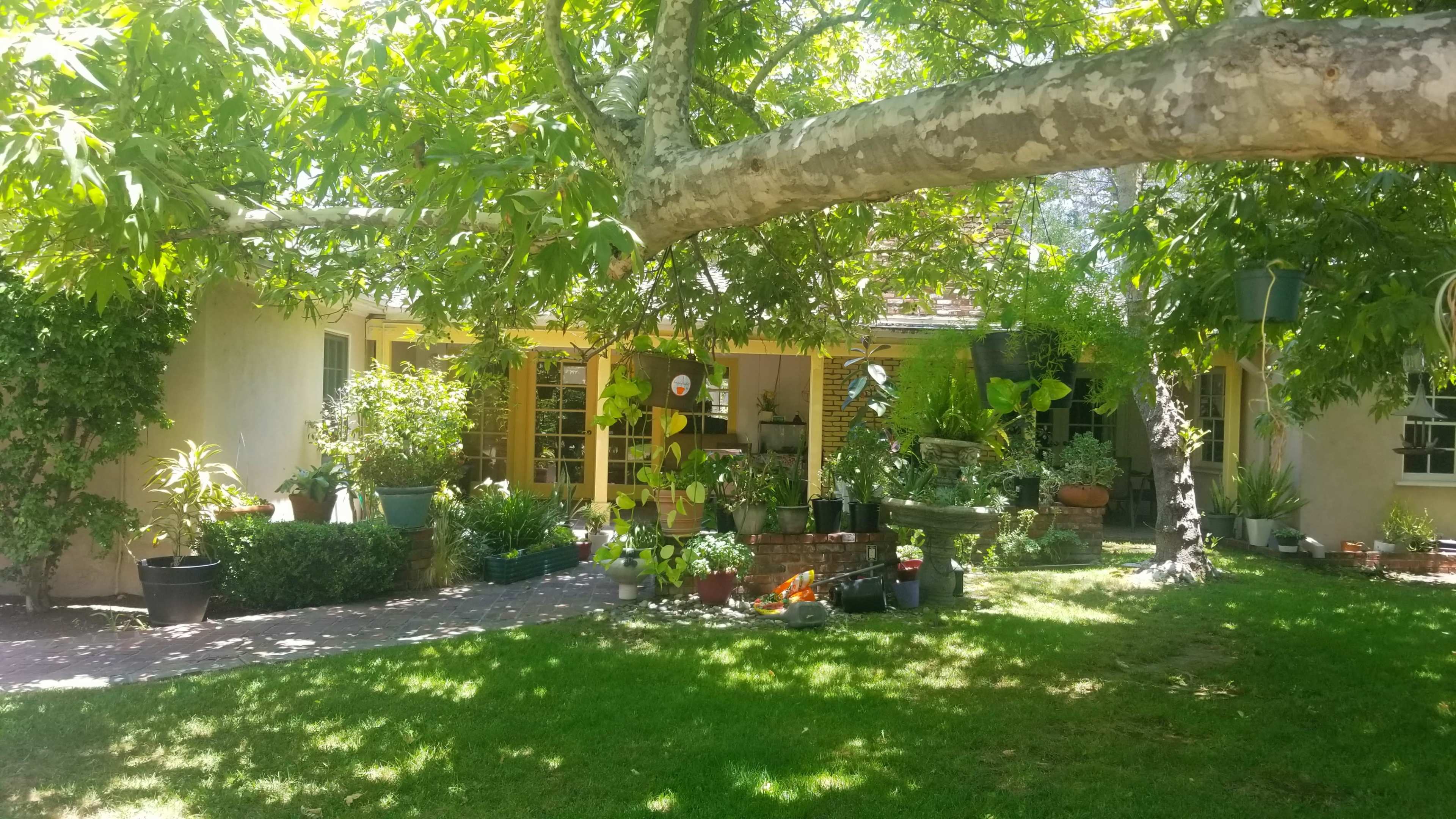 A garden is filled with various potted plants and trees, with a house visible in the background under a large shade tree.