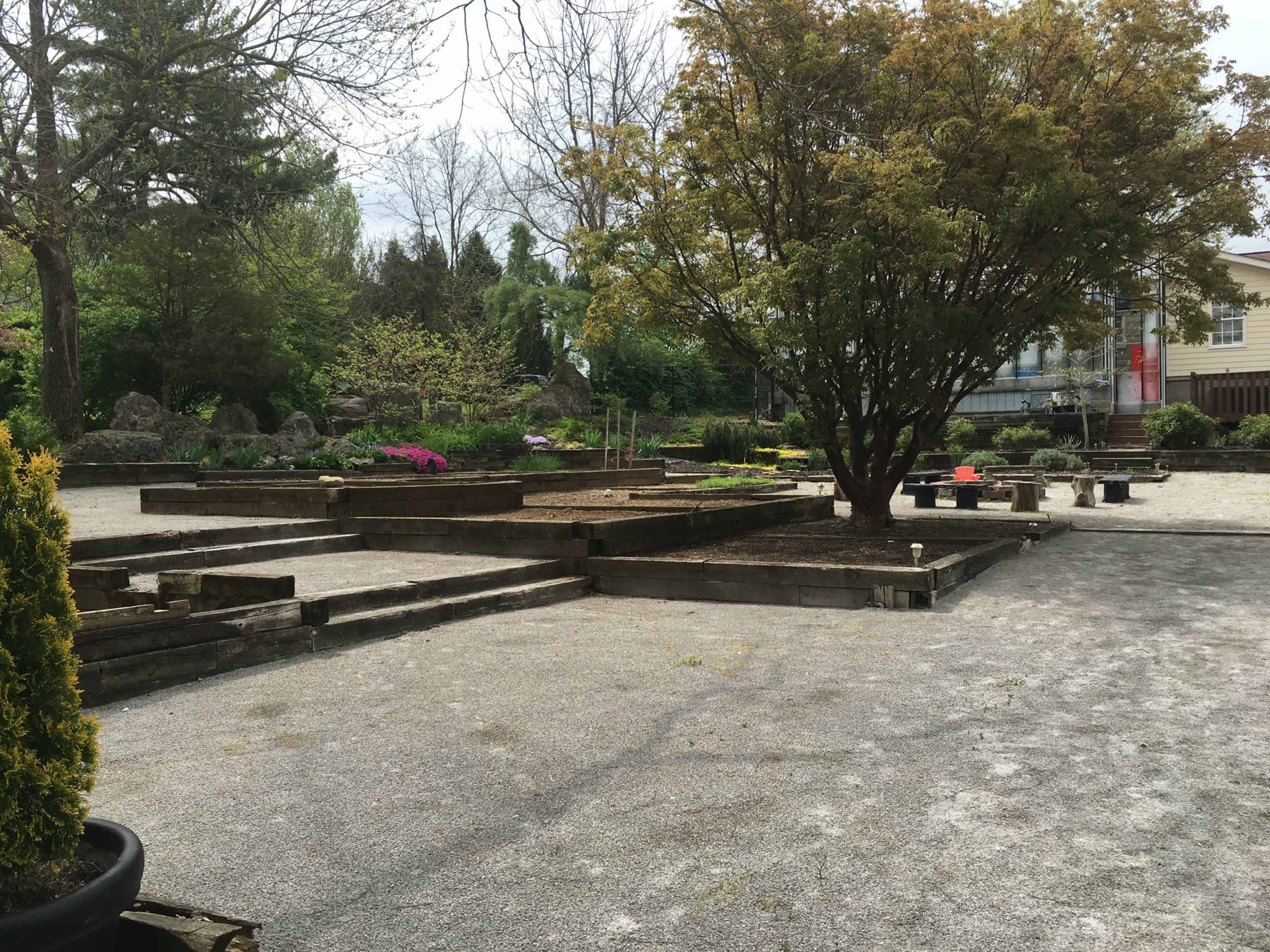 A gravel garden area with wooden raised beds and a large tree in the center, surrounded by shrubs and a building in the background.