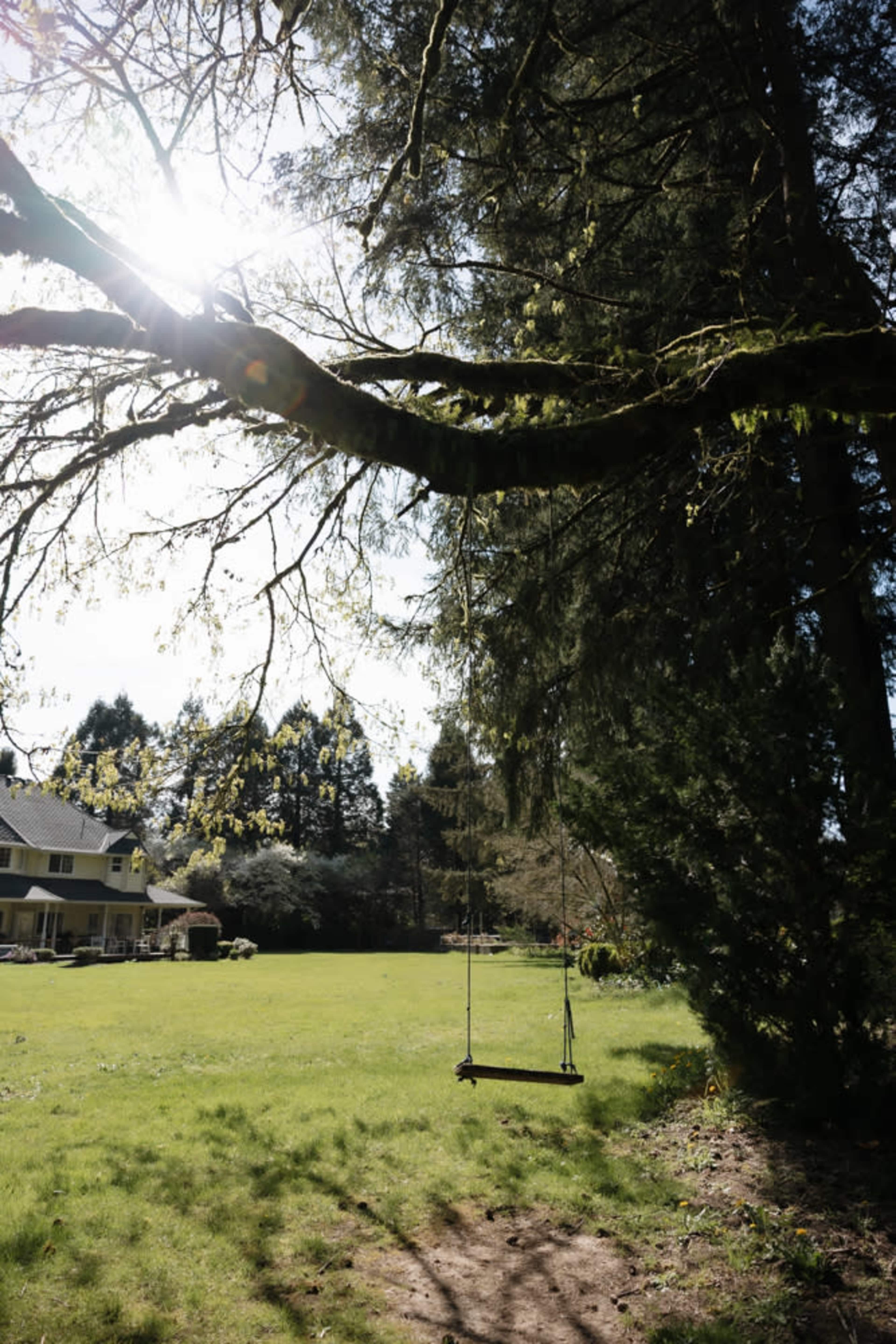 A swing hangs from a tree branch in a spacious green yard near a house surrounded by tall trees.
