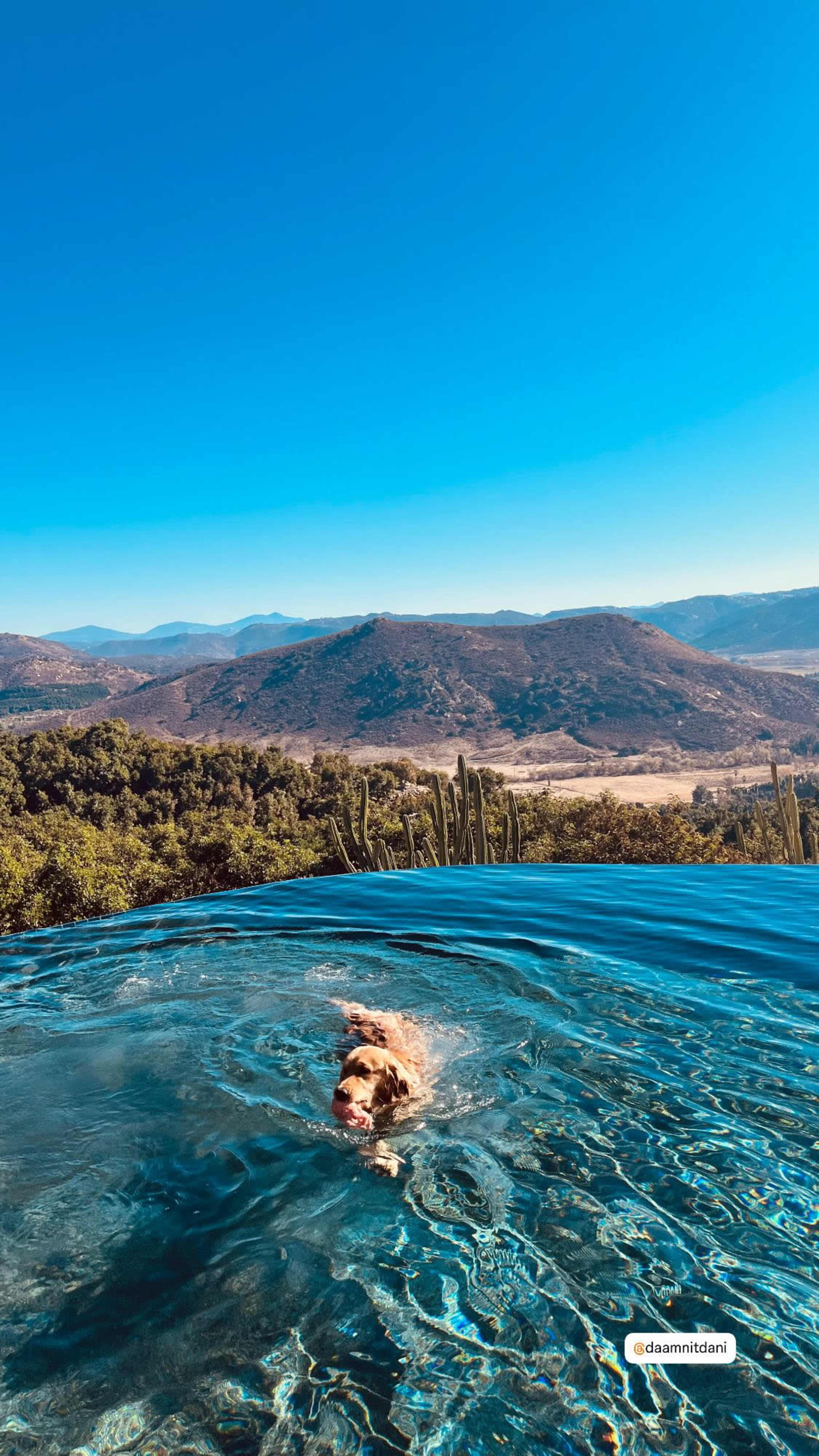 A dog swims in a clear pool with a mountainous landscape in the background under a blue sky.