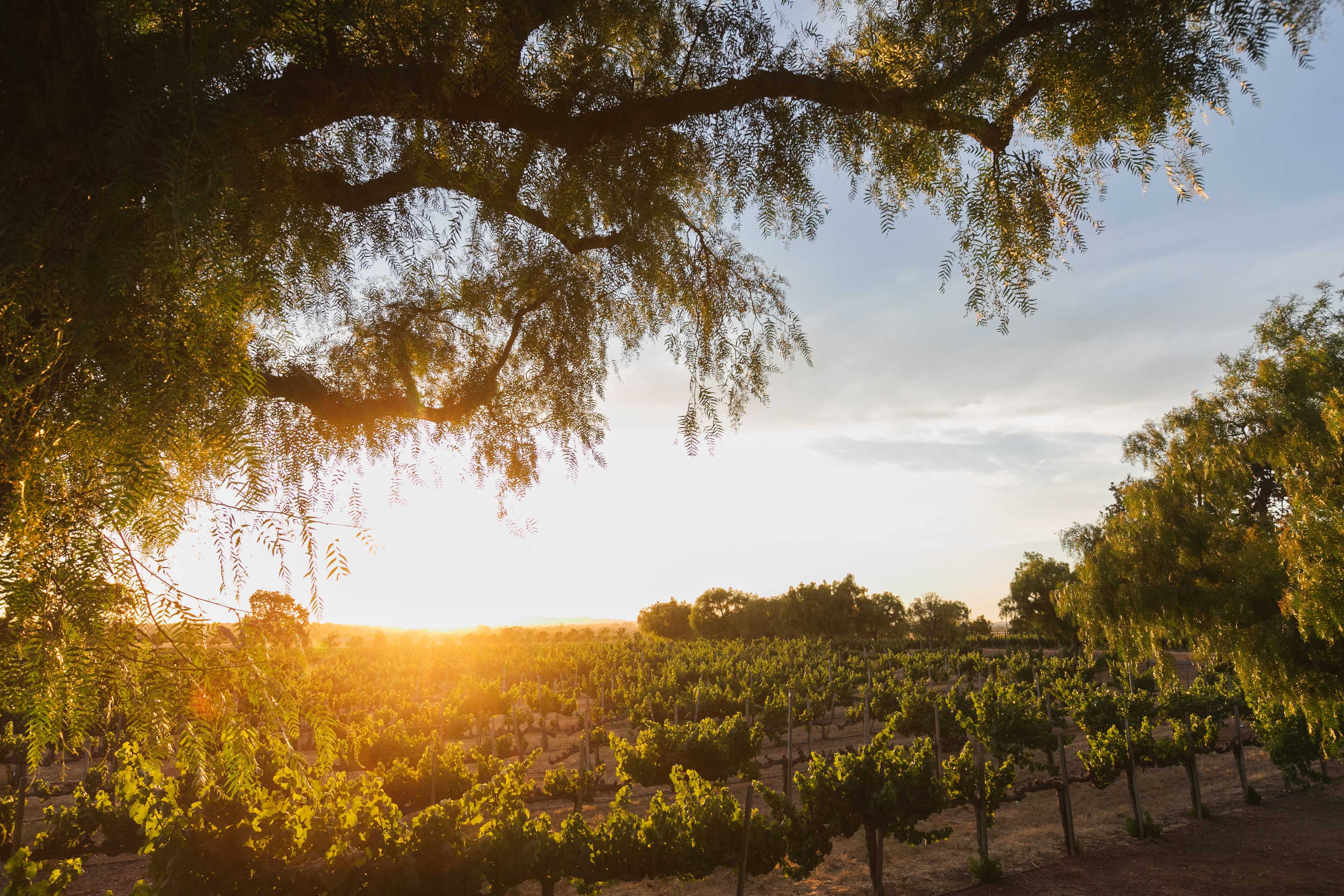 Your Private Vineyard Estate for the Day Image in , Santa Ynez, CA