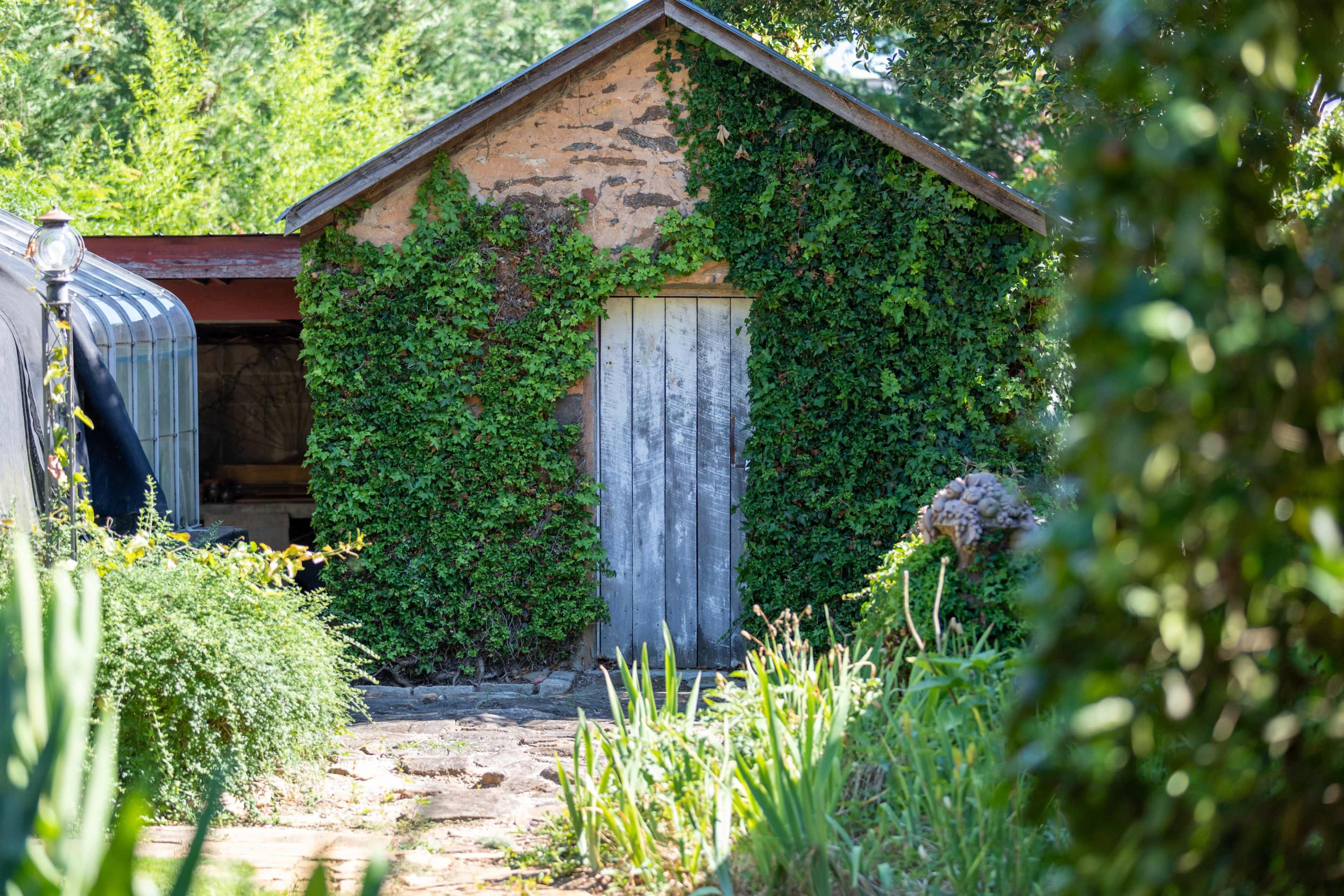A small shed covered in lush green ivy stands at the end of a stone path, surrounded by various plants.