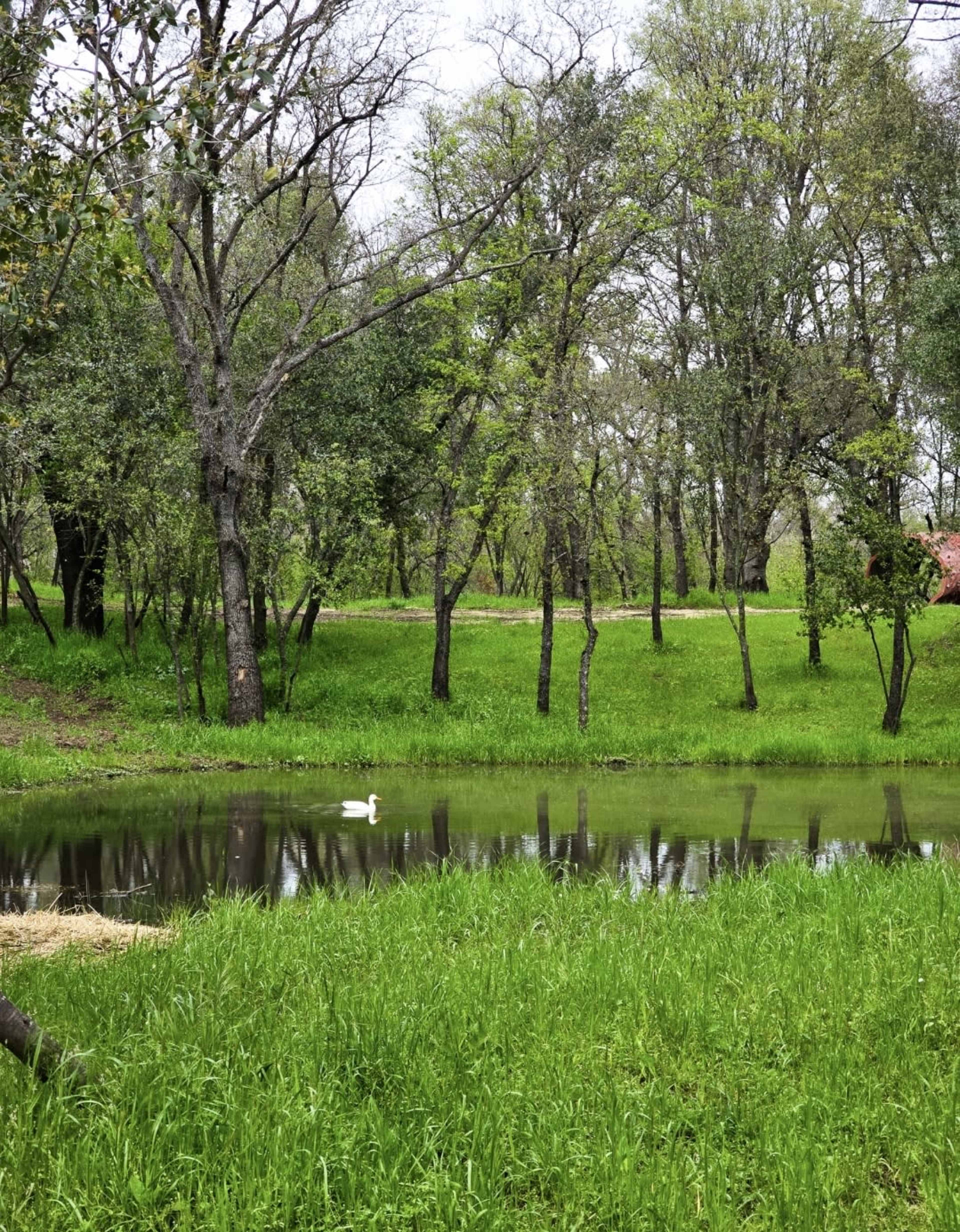 Private Park in the middle of the City Image in Citrus Heights, Citrus Heights, CA