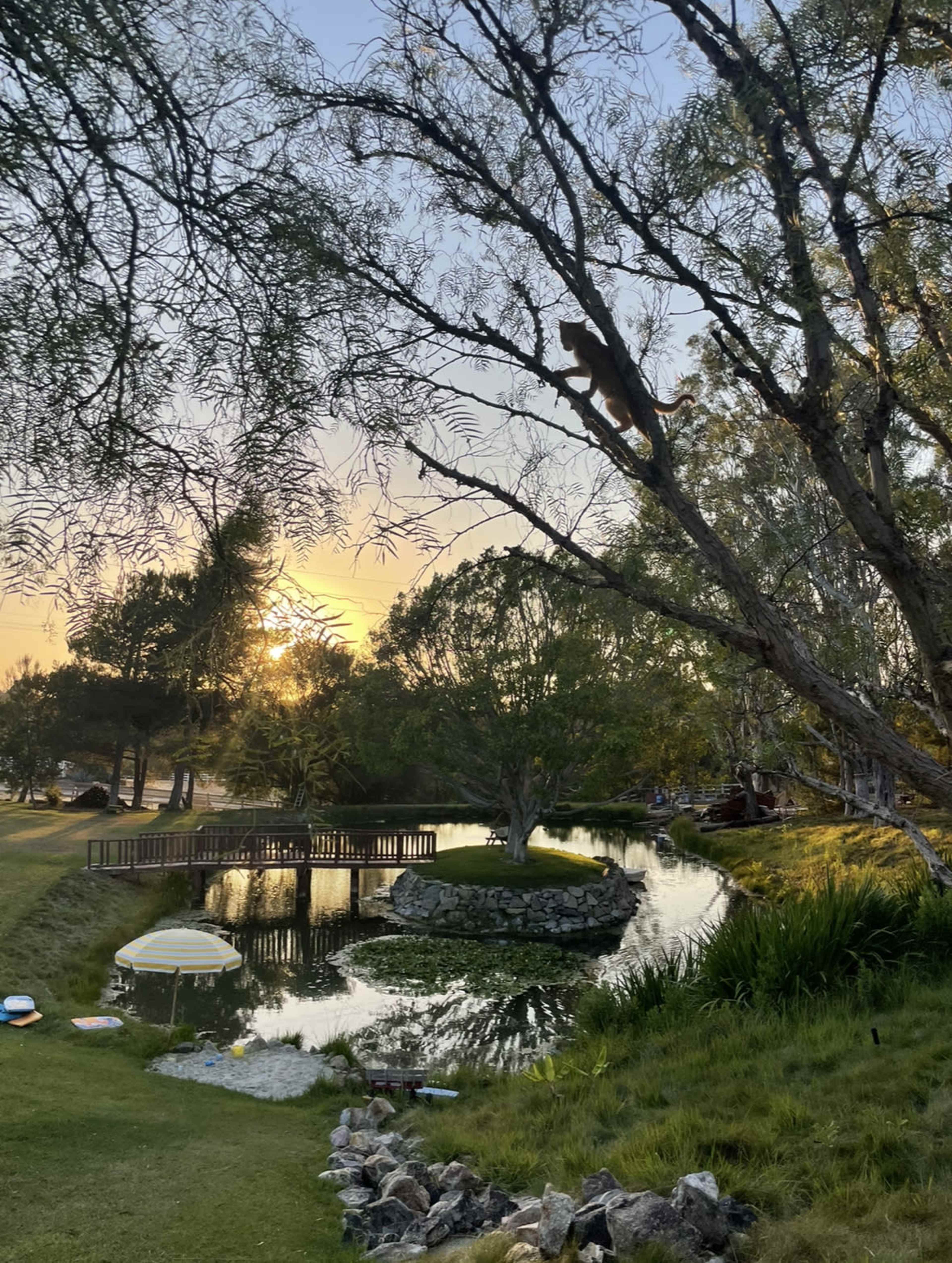 Outdoor oasis with large pond, island and unbeatable golden hour shrouded in trees, hills, mountains, and open spaces Image in , Fallbrook, CA