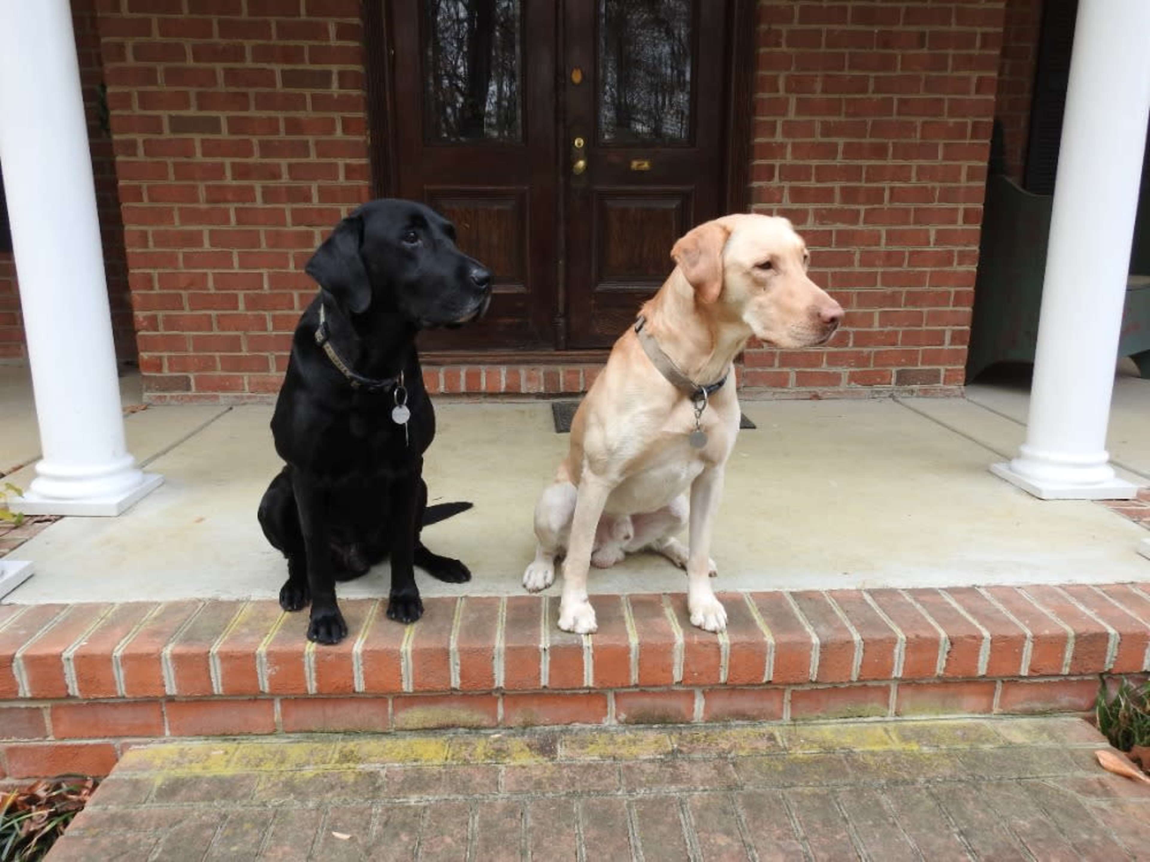 Dogs 