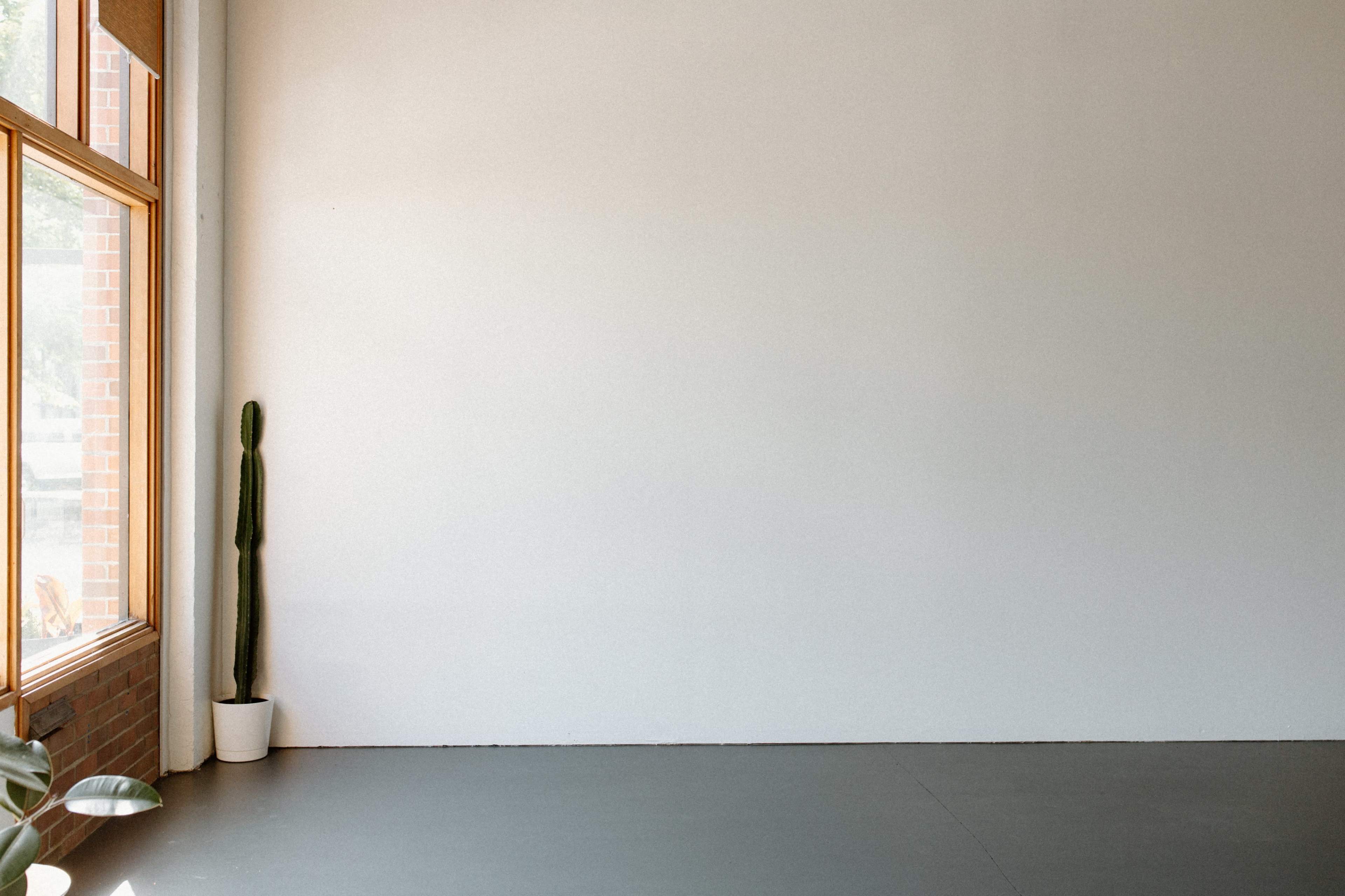 A tall cactus in a white pot stands next to a large window in a minimalist room with a bare wall.