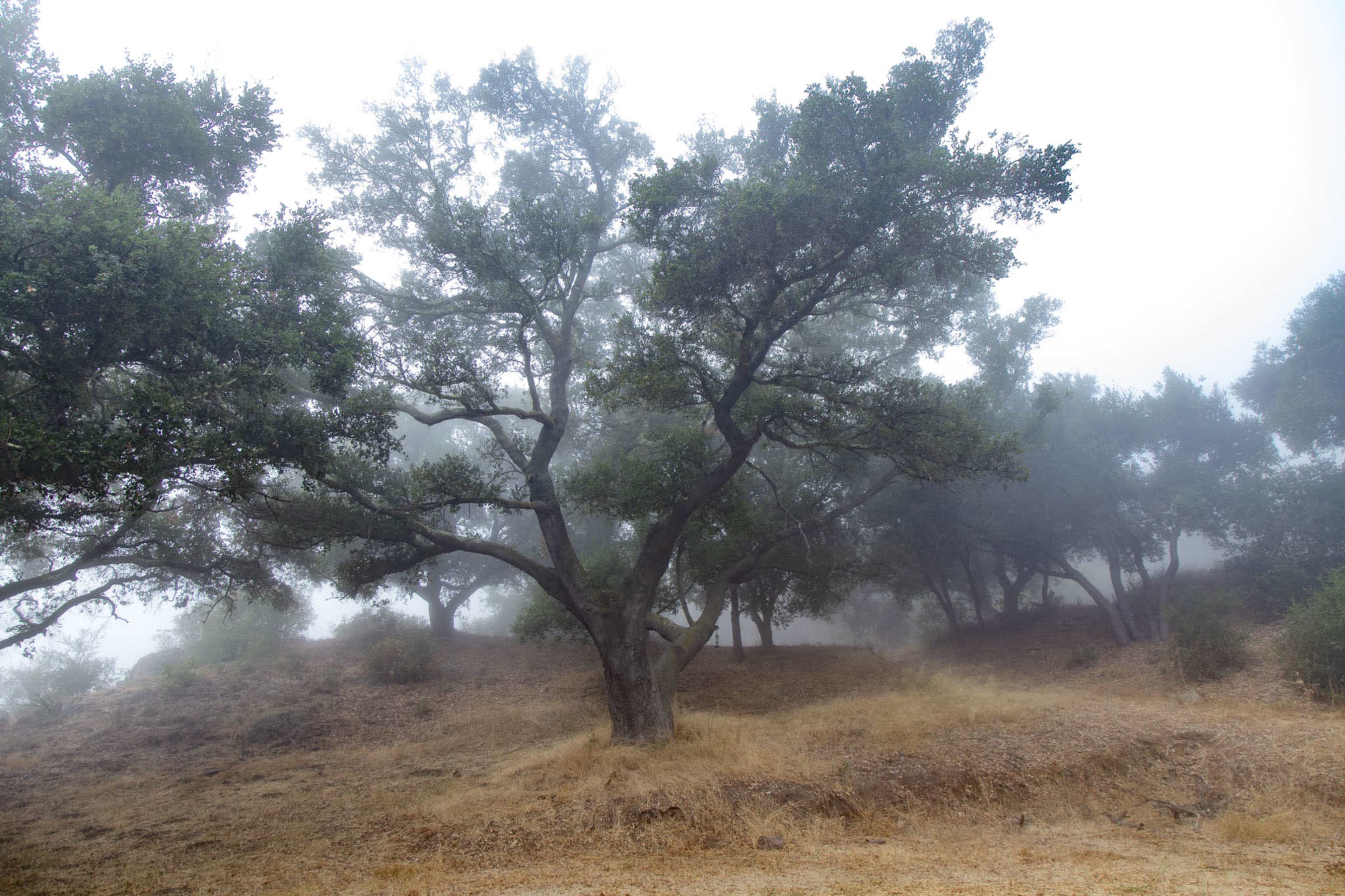 20-Acre Ranch in Malibu: Rustic Cottage, Incredible Dirt Roads, Ocean Views Image in , Malibu, CA