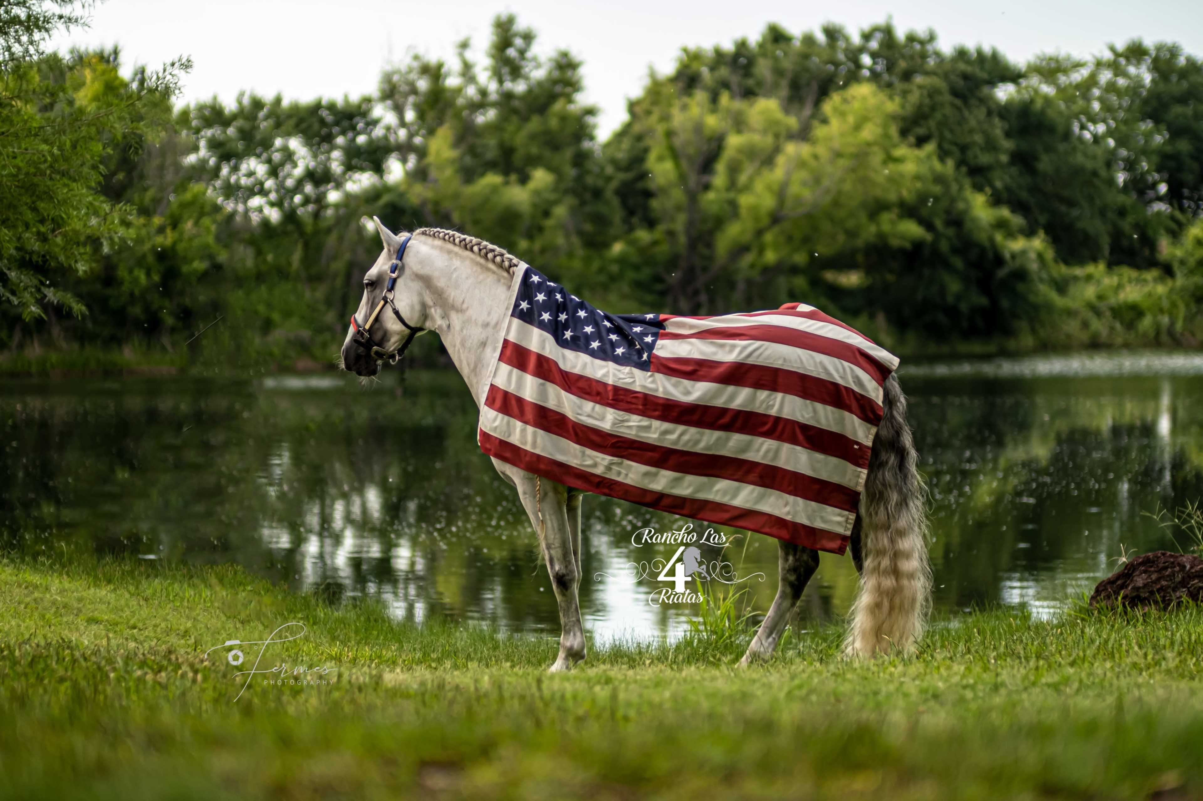 A horse draped in an American flag stands beside a tranquil body of water surrounded by greenery.