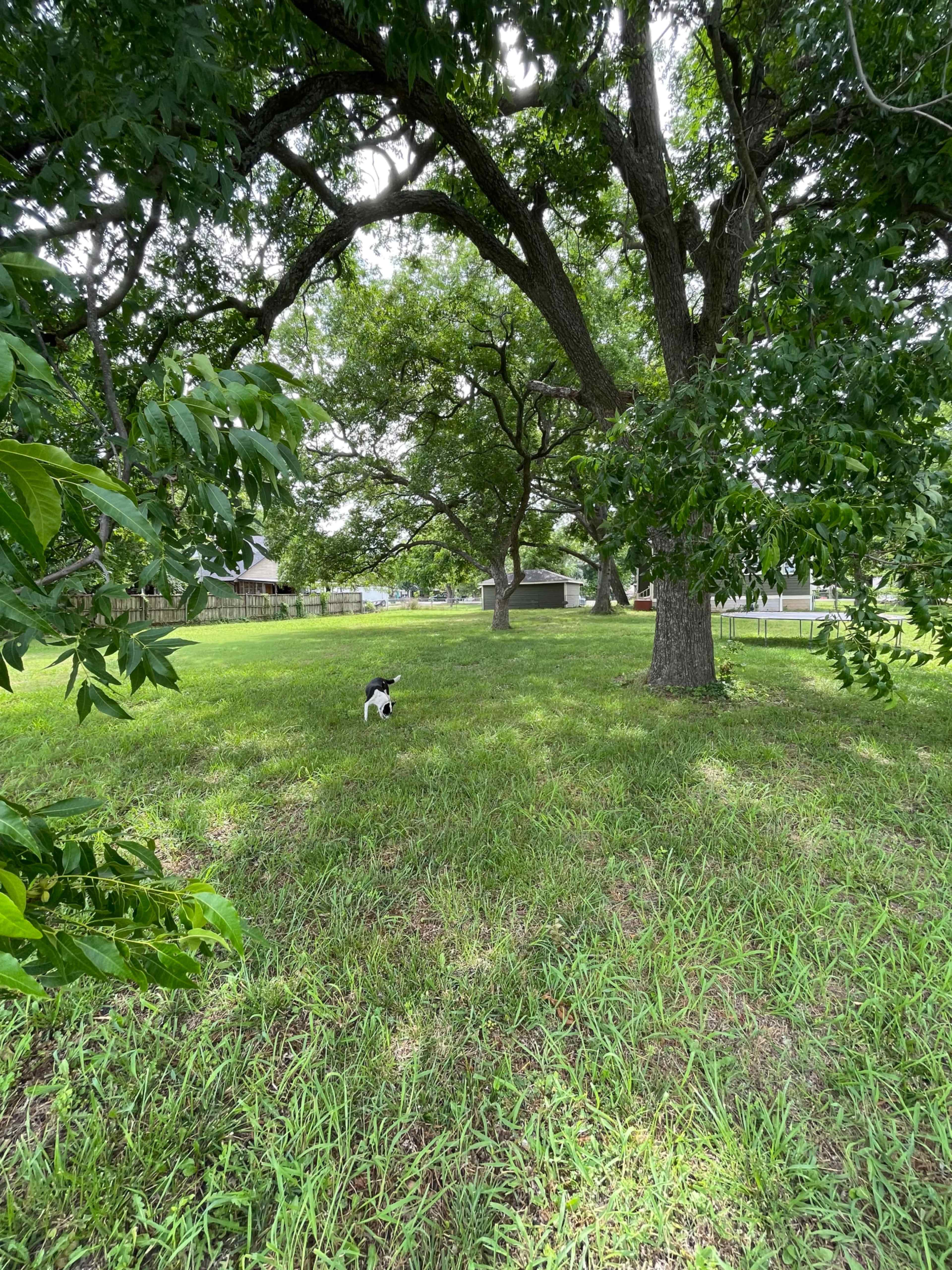 A black and white dog stands in a grassy yard surrounded by large trees.