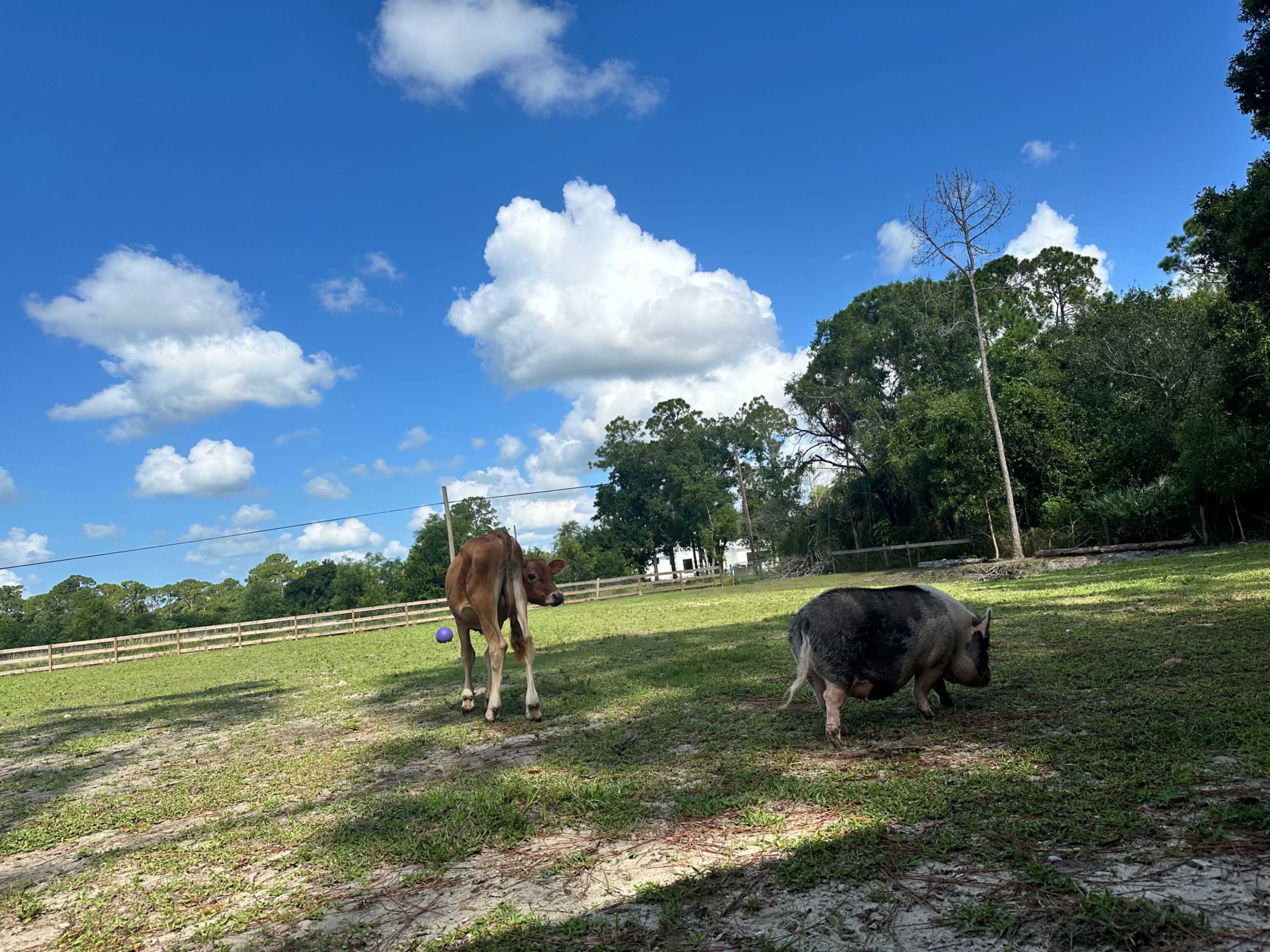 Rustic Outdoor Venue with Scenic Farm Views Image in , Loxahatchee, FL