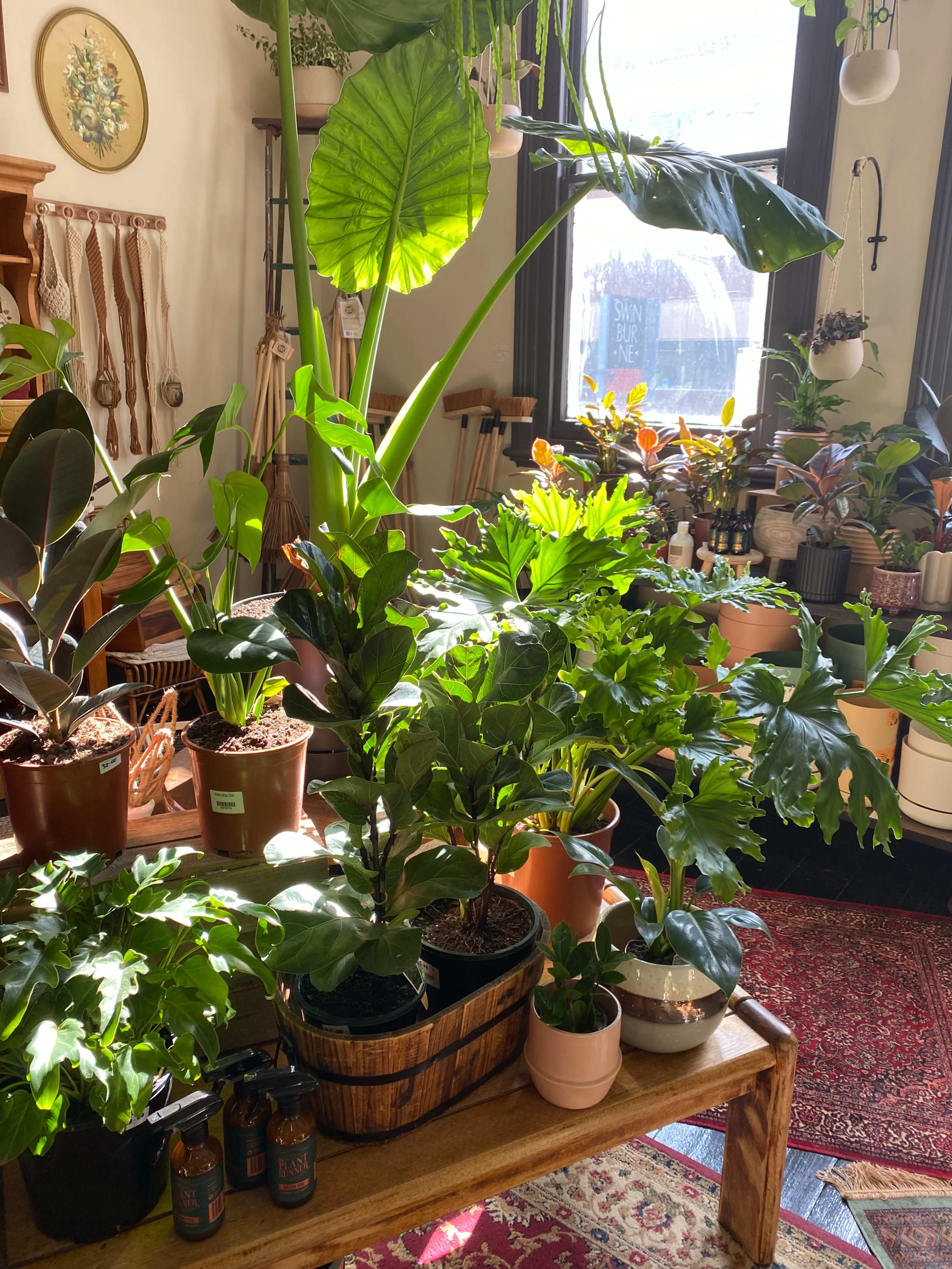 A cozy indoor space filled with various potted plants, including large leafy varieties, arranged around a wooden table and bathed in natural light.