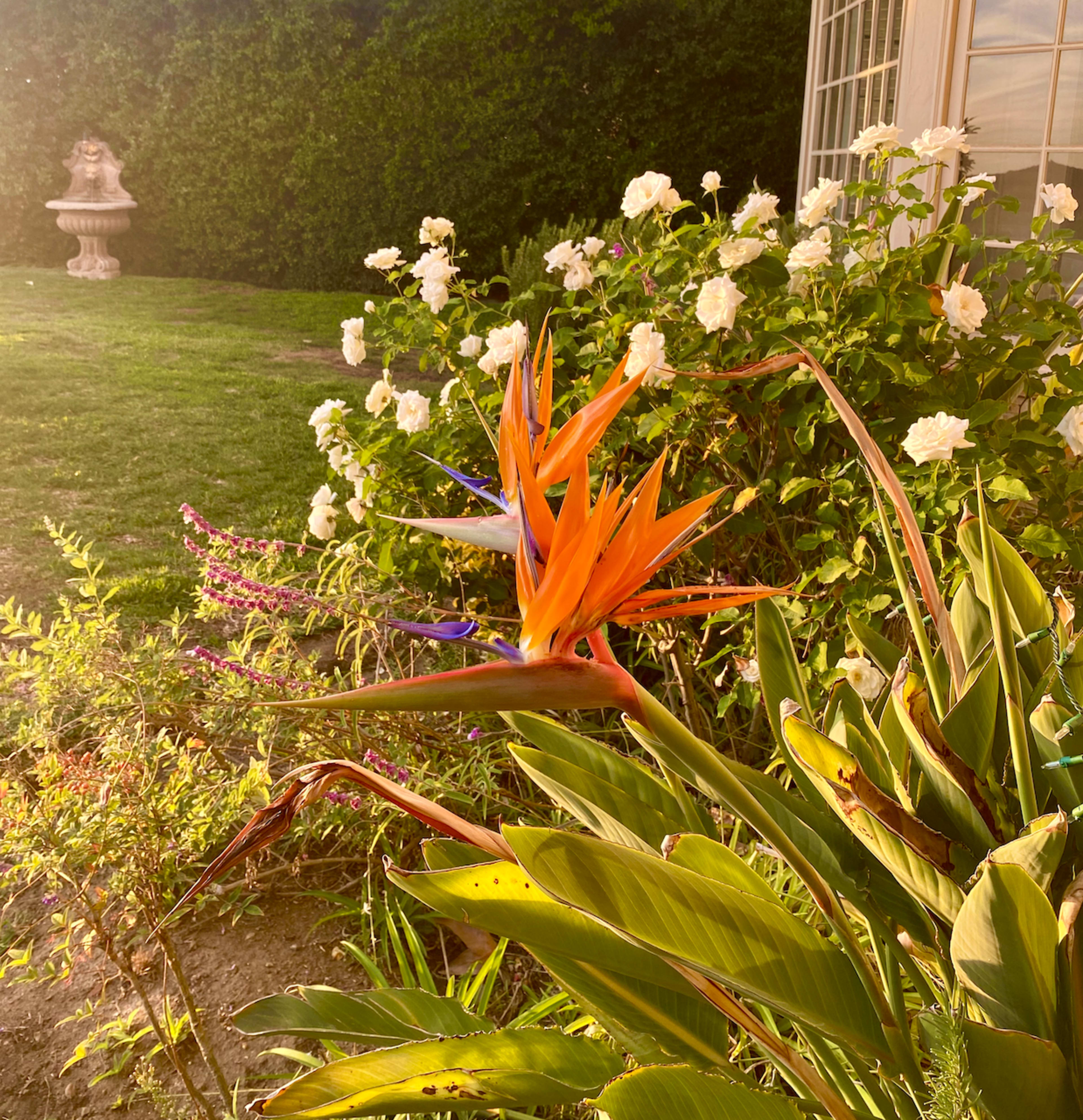 A bird of paradise flower stands prominently in a garden filled with white roses, with a decorative stone fountain in the background.