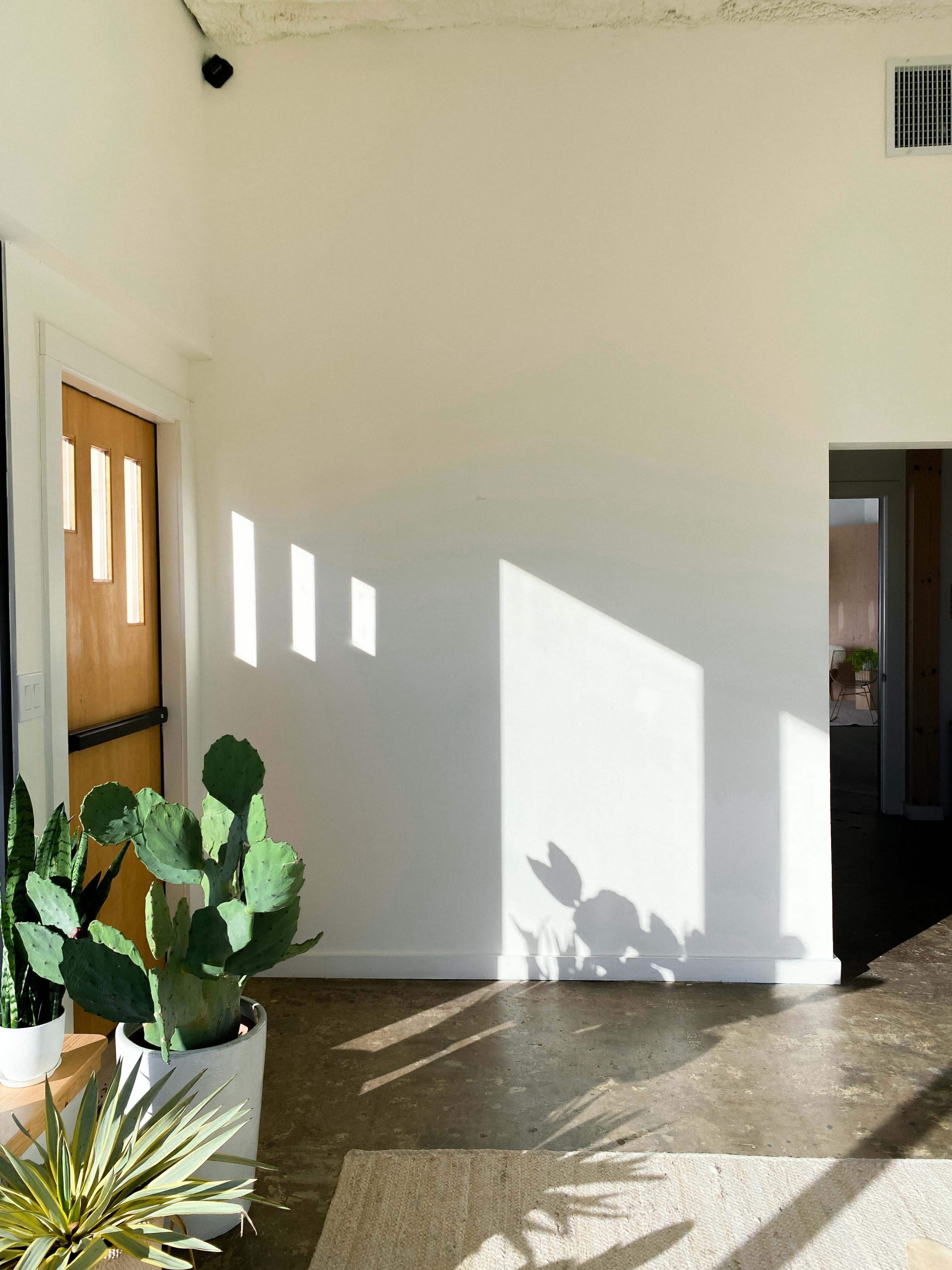 A sunlit hallway features a potted cactus beside a door and a shadow cast on the wall.