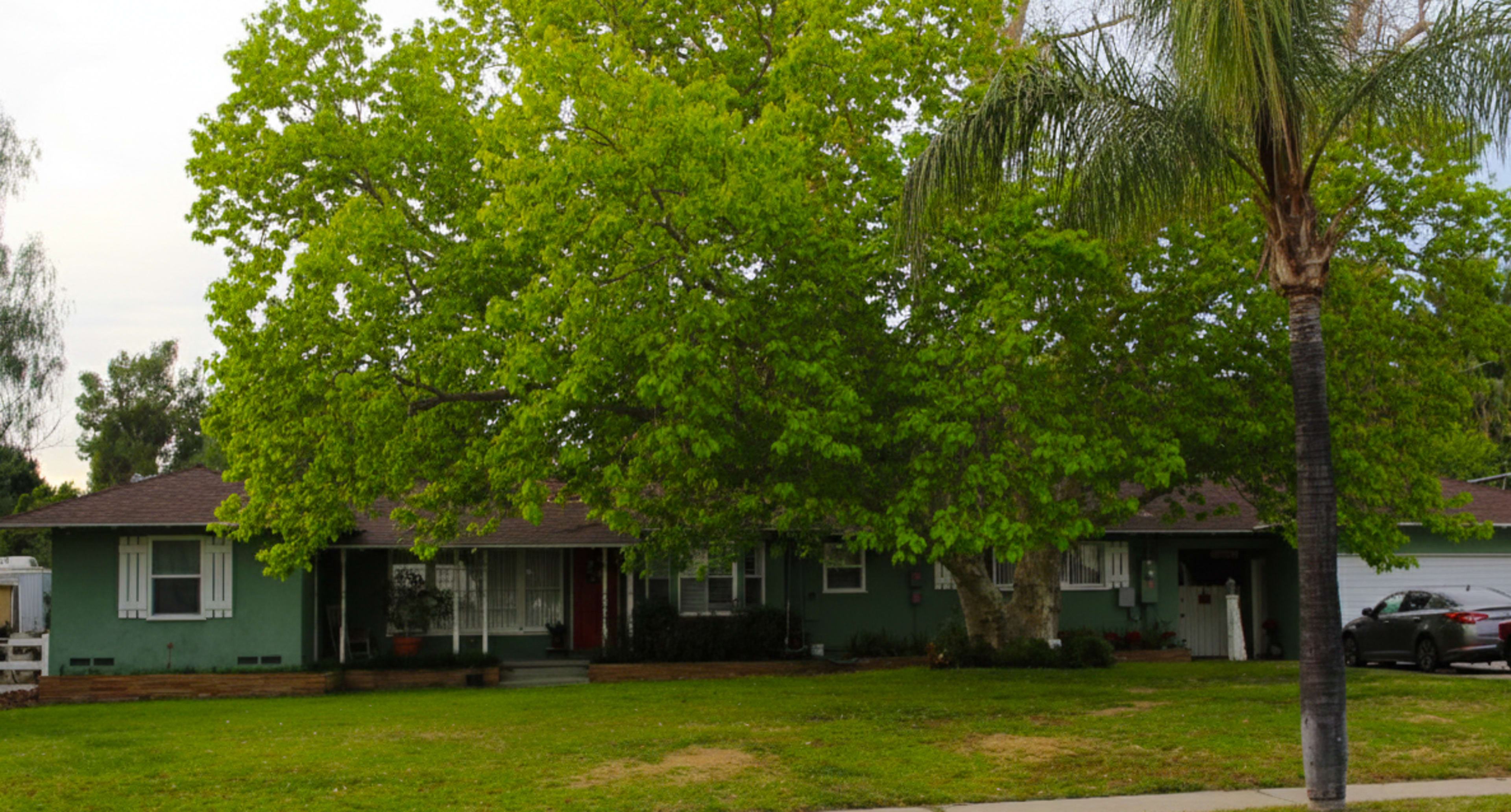 A single-story house with a green exterior, surrounded by a large tree and a palm tree, sits on a grassy lawn.