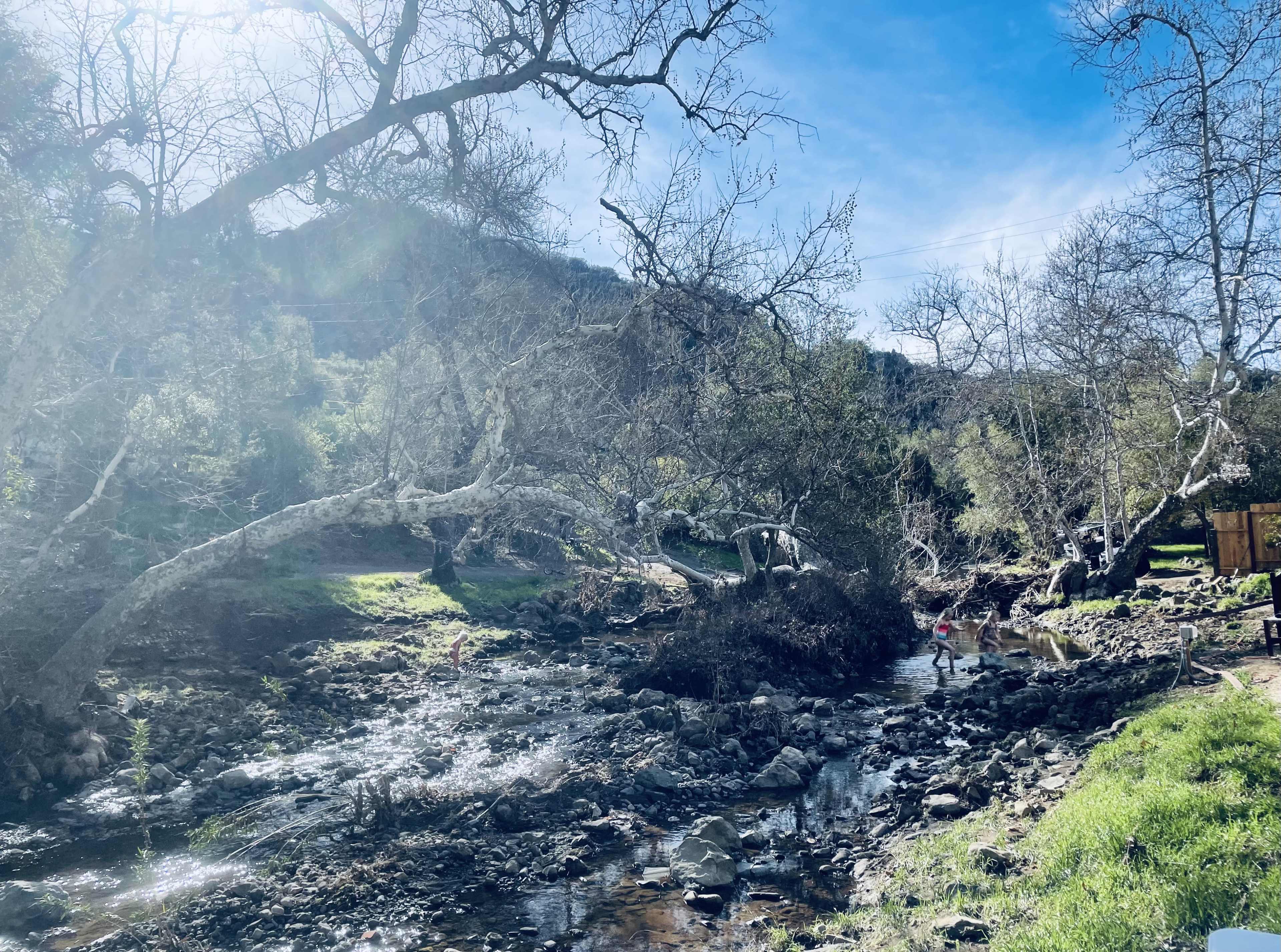 A winding stream flows through a wooded area with exposed tree roots and a rocky bed under a bright sky.