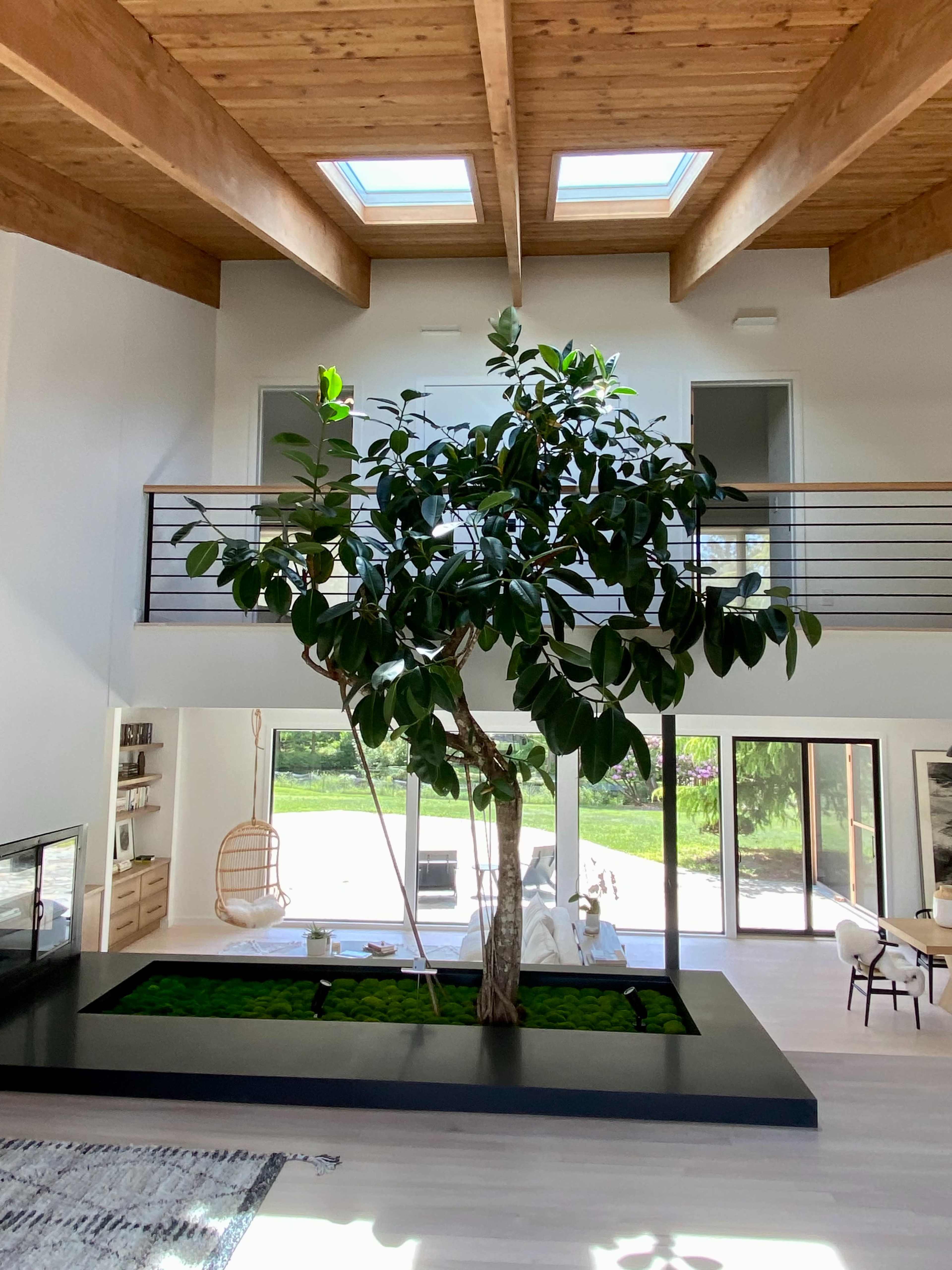 A large indoor tree stands in a central planter beneath a skylighted ceiling in a spacious and modern living area.