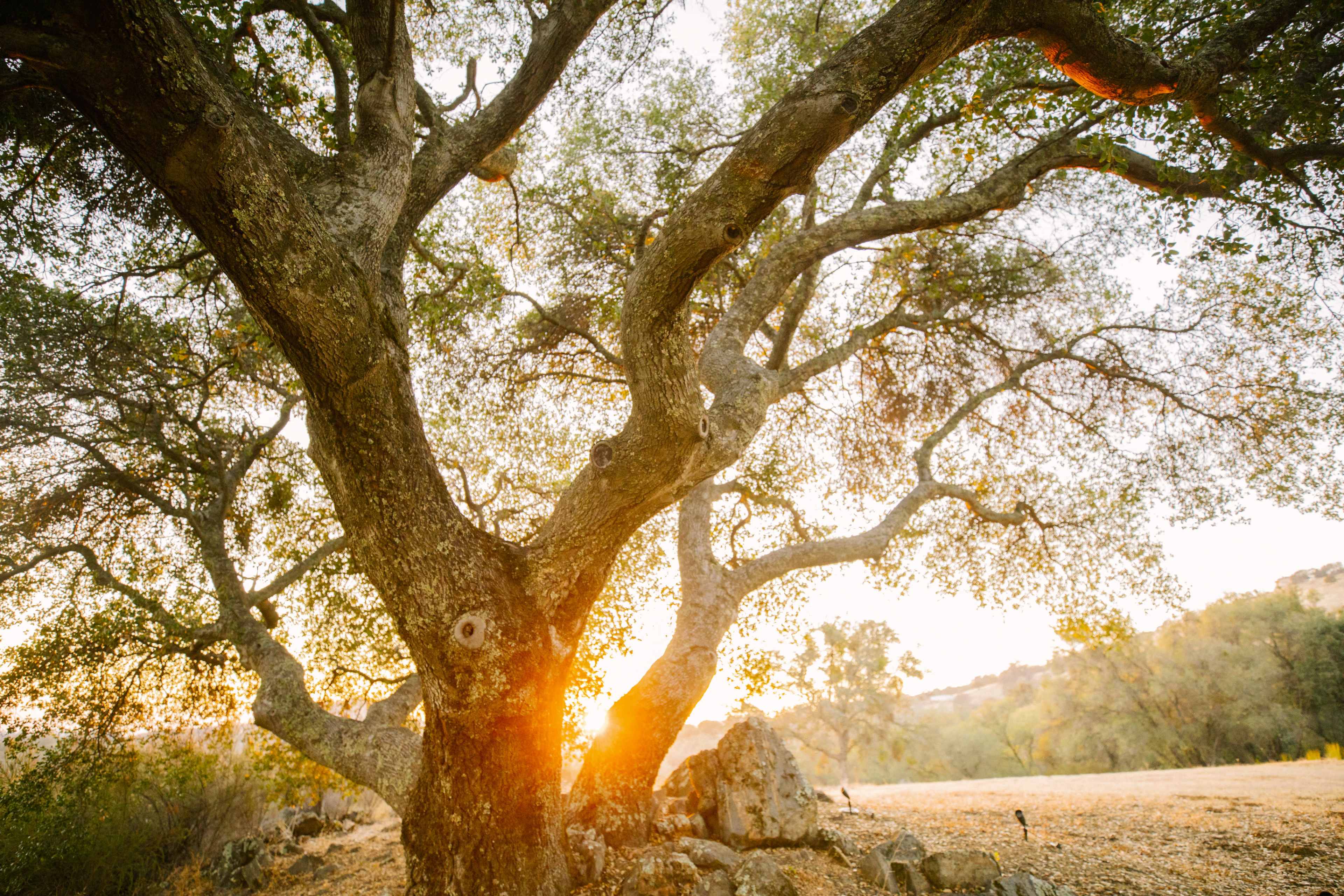 A large tree stands prominently against a backdrop of a setting sun, with its branches reaching out over a grassy area scattered with rocks.