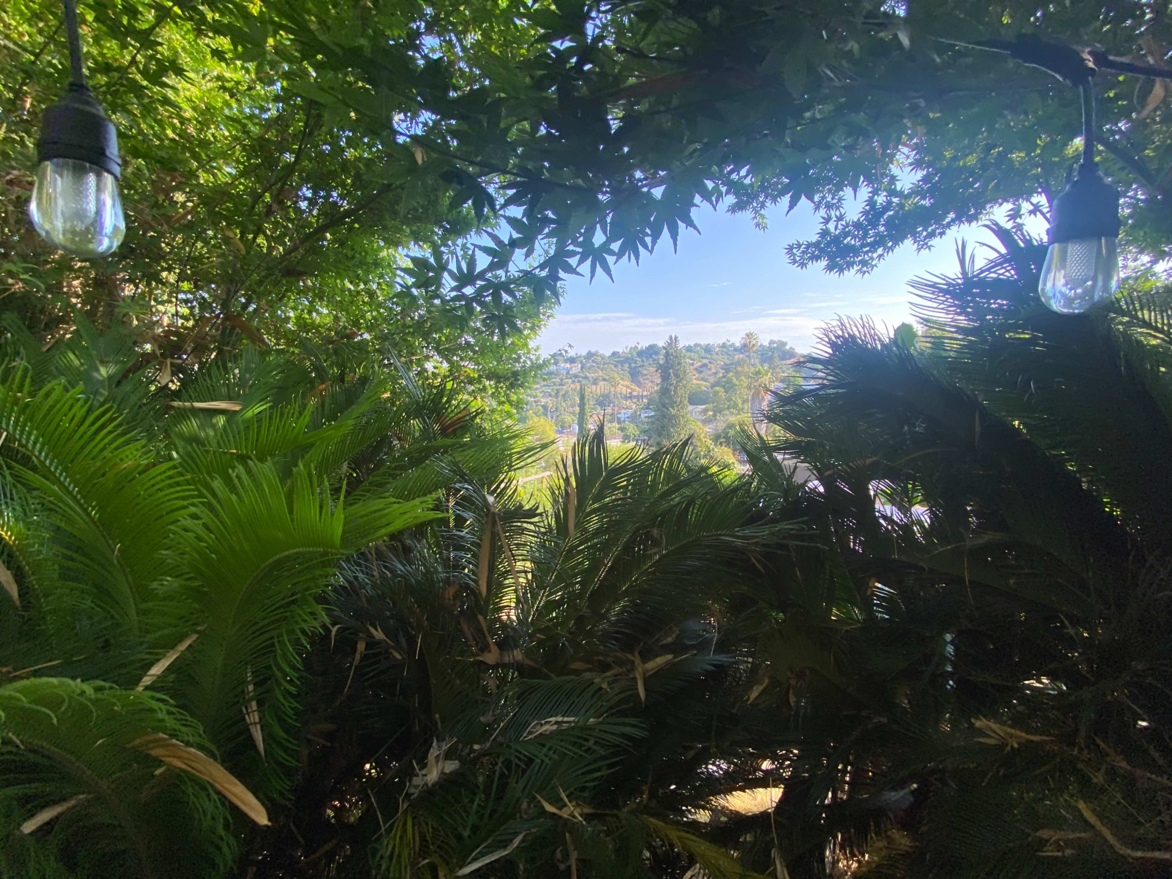 The image shows a view framed by lush green foliage and hanging light bulbs, overlooking a landscape with trees and buildings in the distance.