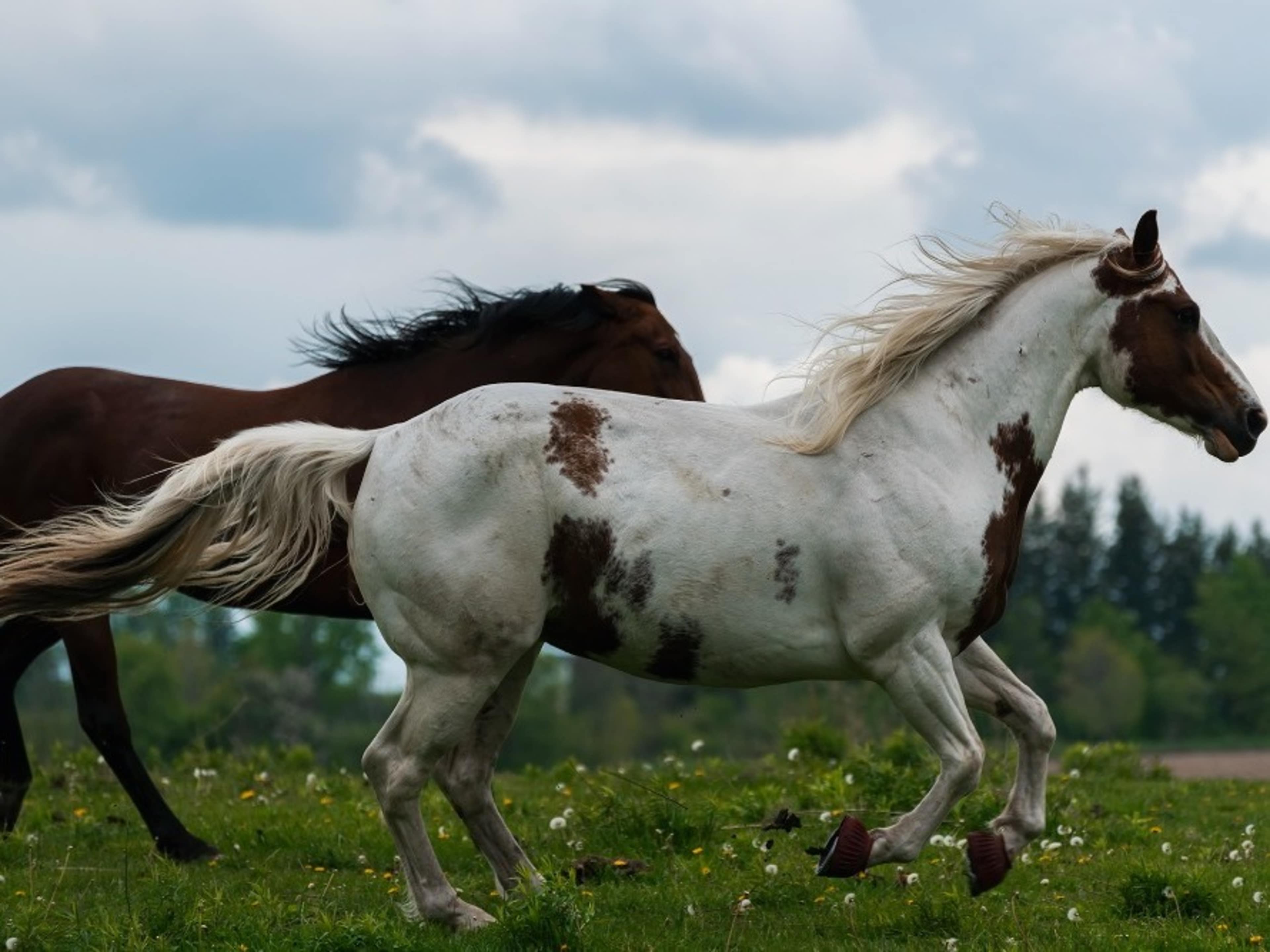 Horse
