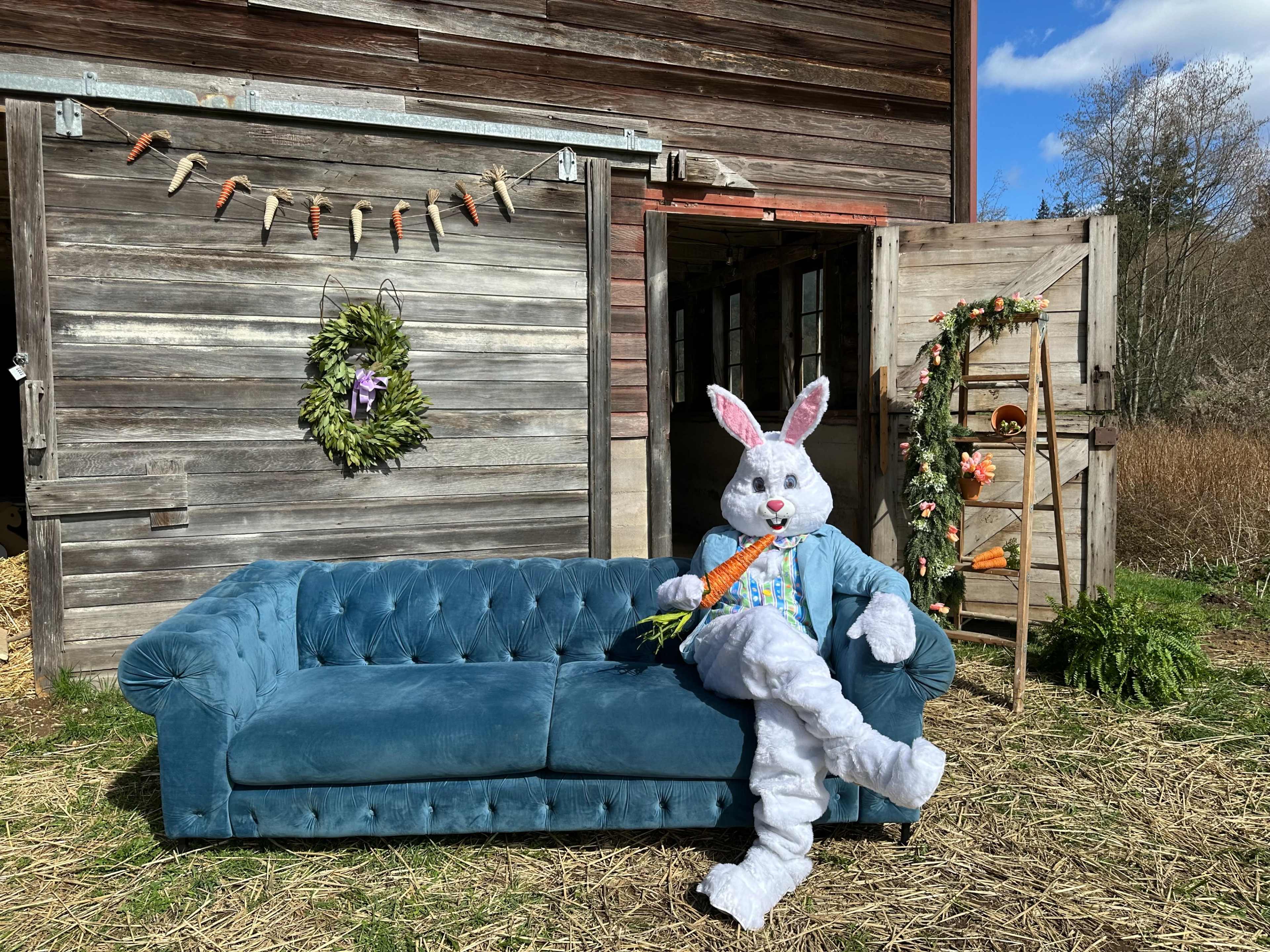 A person in a bunny costume sits on a teal couch in front of a rustic wooden barn, holding a carrot.
