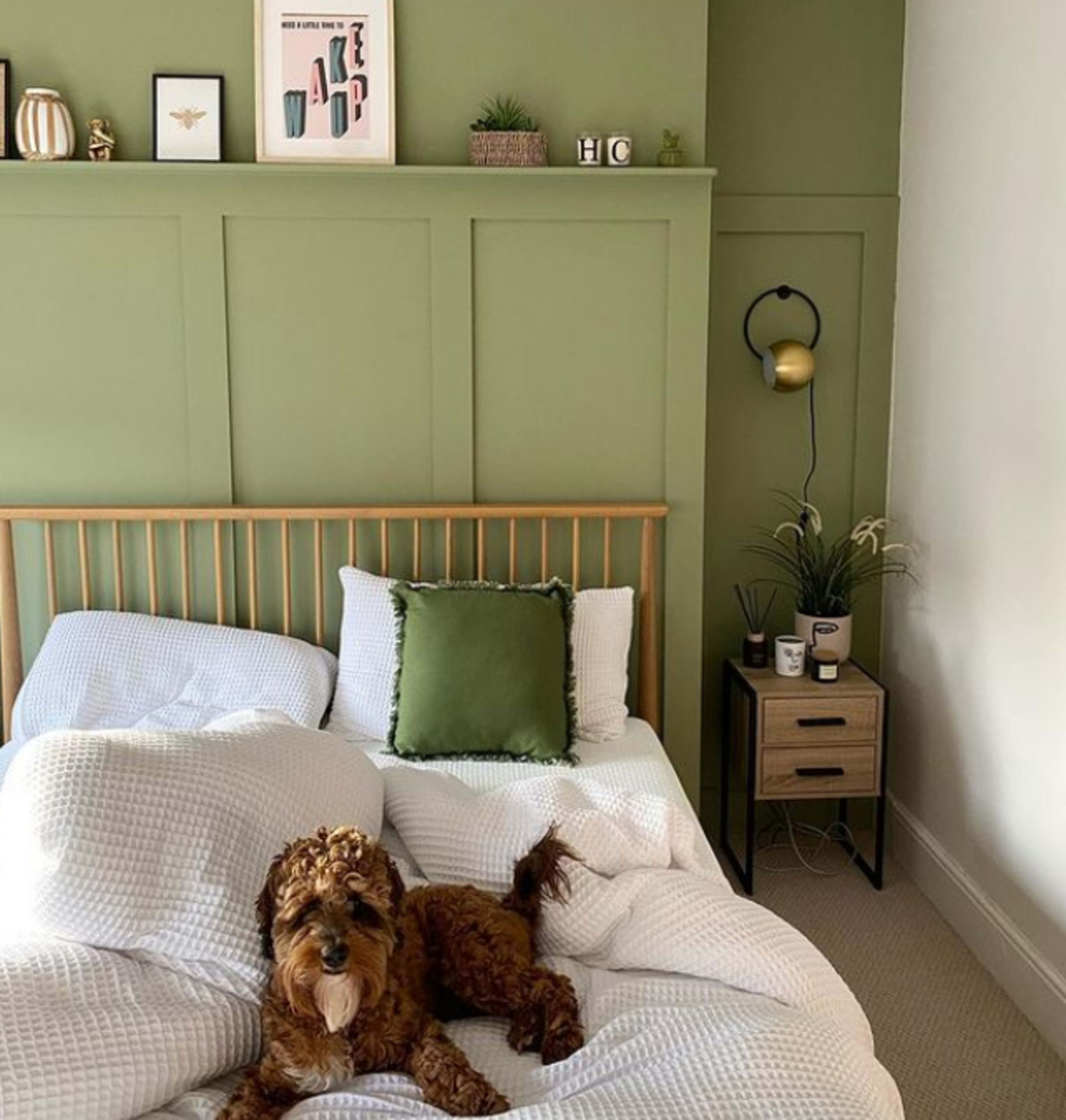 A brown dog lies on an unmade bed with white bedding in a green-painted bedroom featuring a nightstand and decorative items.