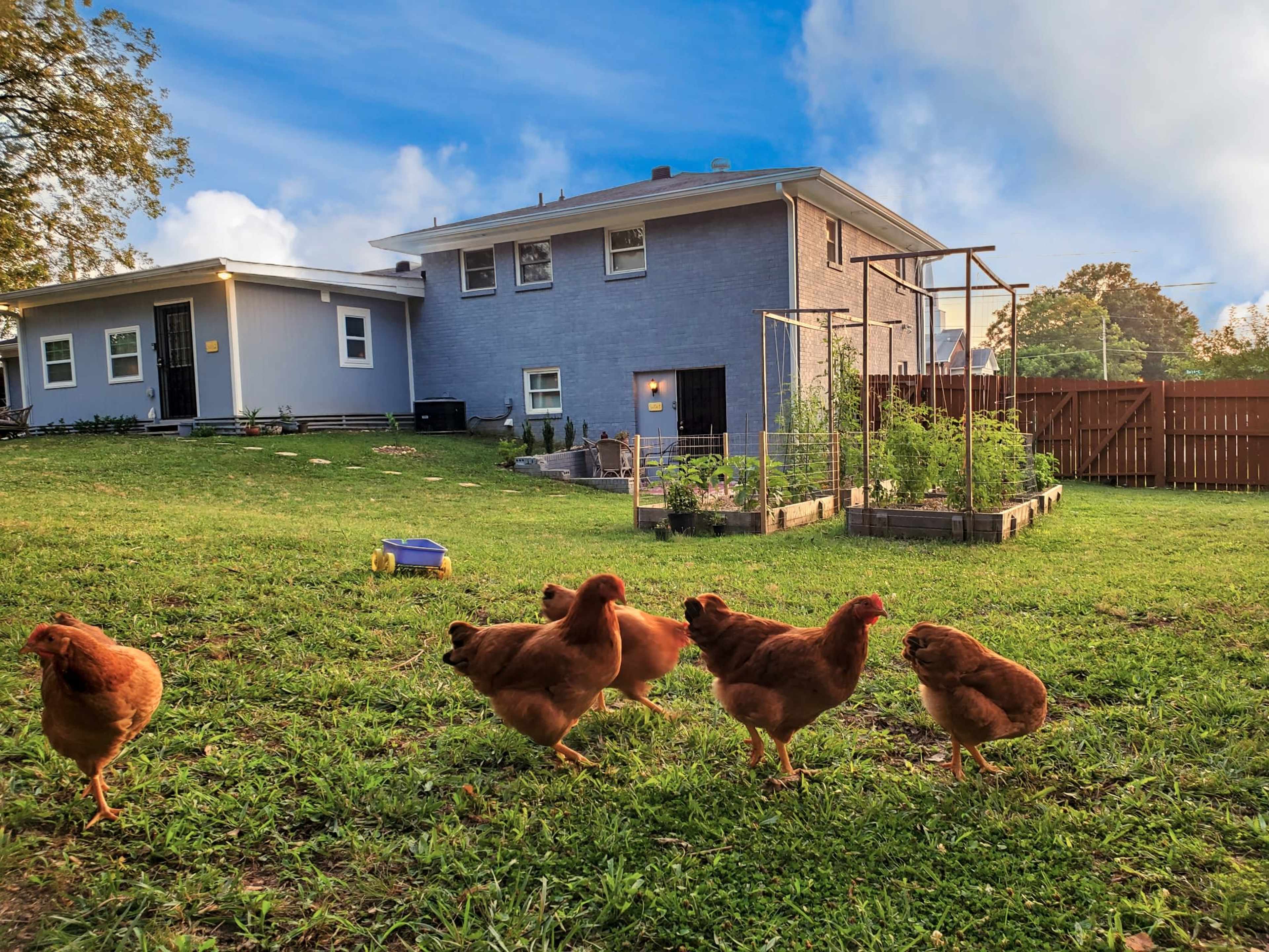 A flock of brown chickens walks across a grassy yard in front of a gray house with a vegetable garden and fencing in the background.