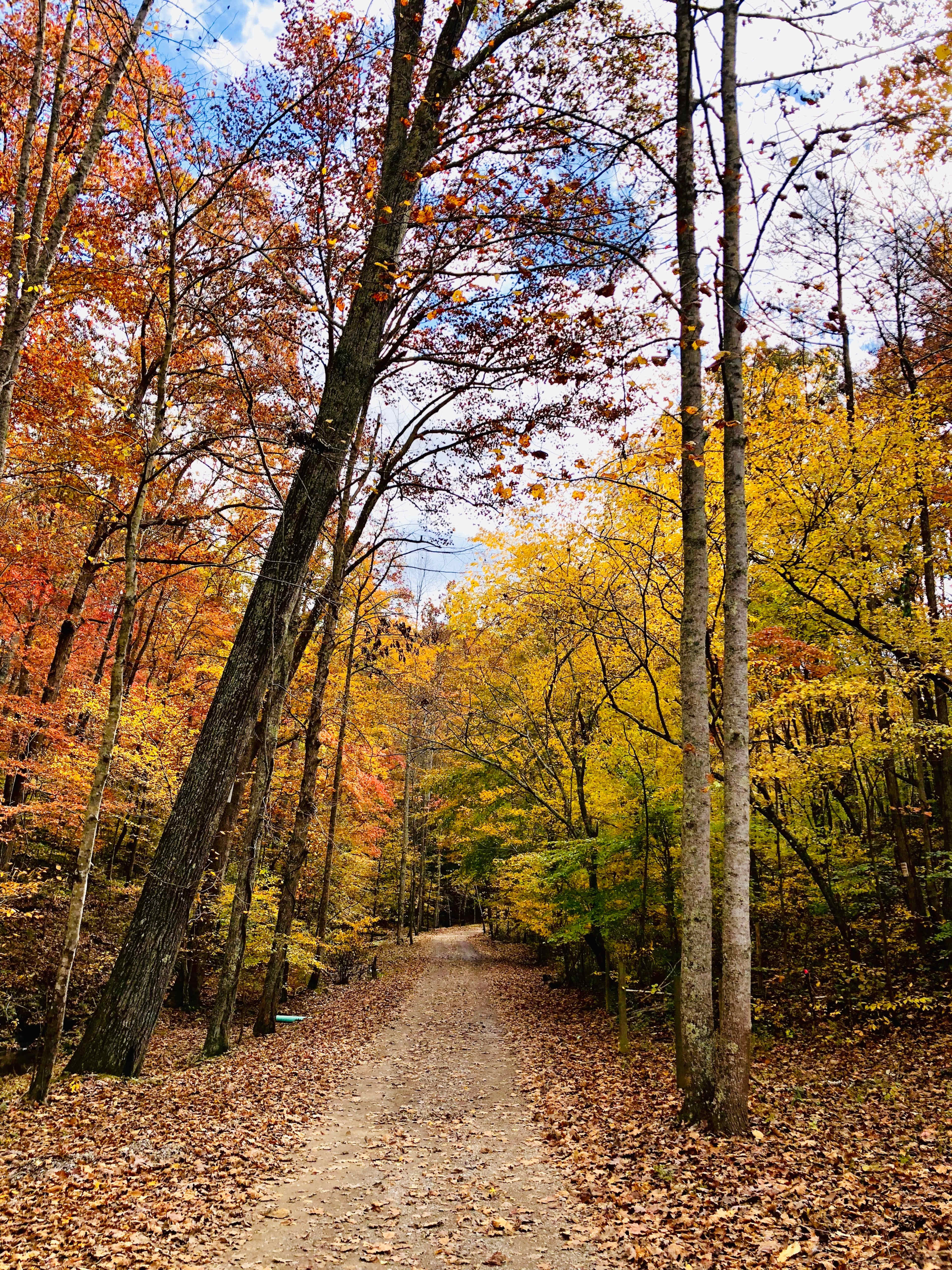 A gravel path winds through a forest of trees displaying vibrant autumn foliage.