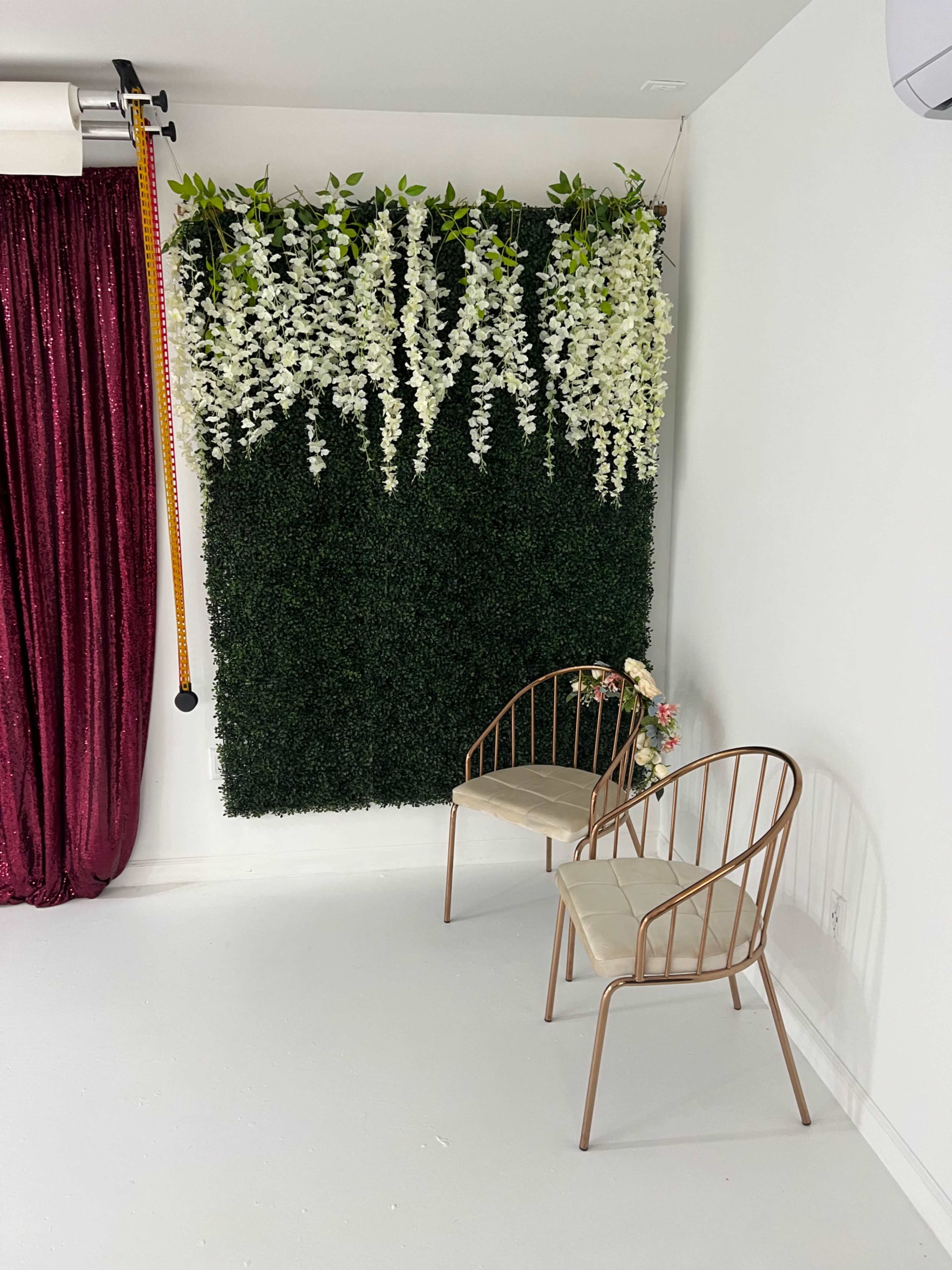 A green hedge wall adorned with white flowers is paired with two metal chairs against a white background.