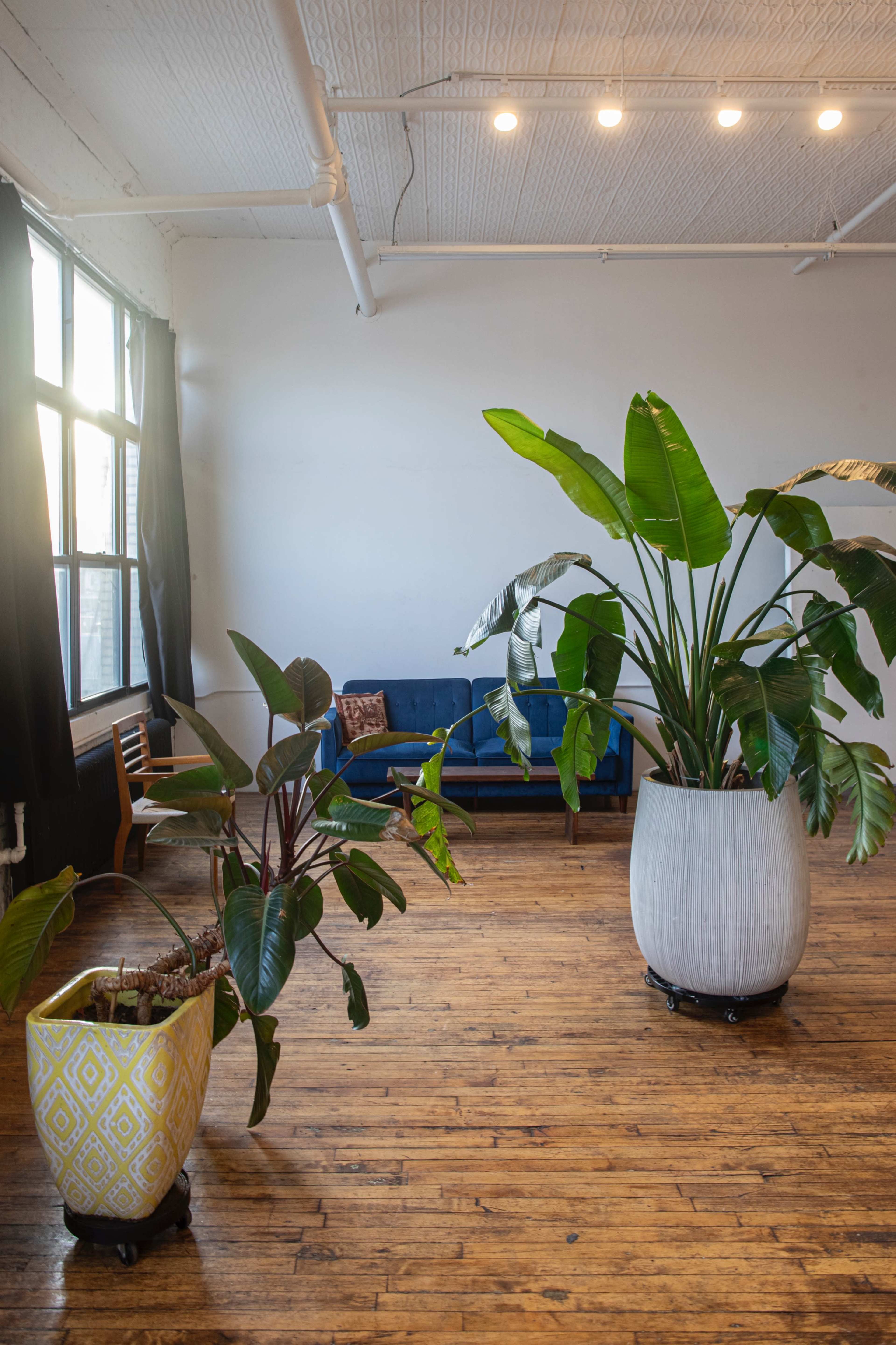 Sosna: 🌱Huge Bright Vintage Loft w/Plants+Trees  🍃 1300 SQ Image in East Williamsburg, Brooklyn, NY