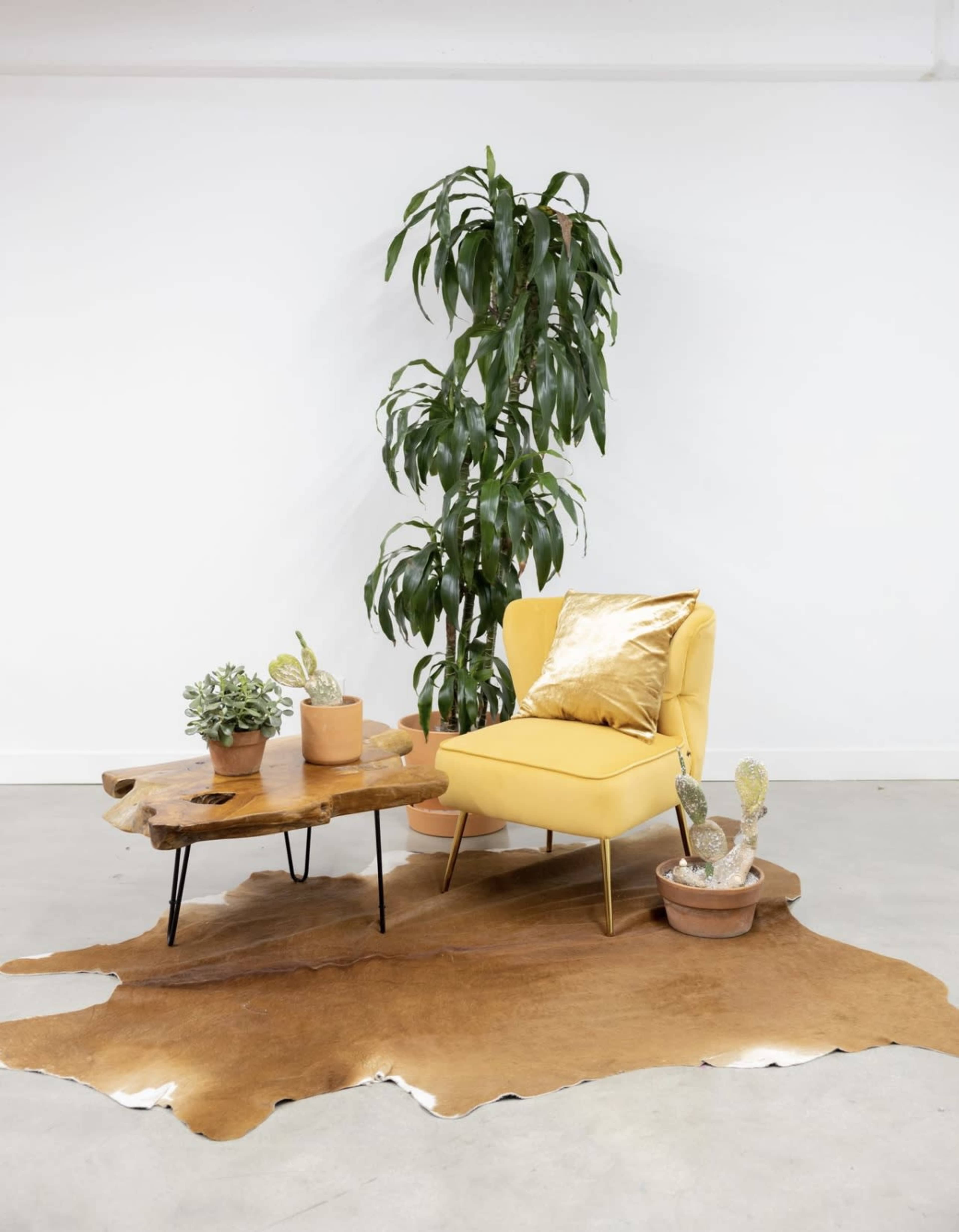 A yellow armchair is positioned next to a wooden coffee table, surrounded by potted plants and placed on a textured brown rug in a minimalist room.