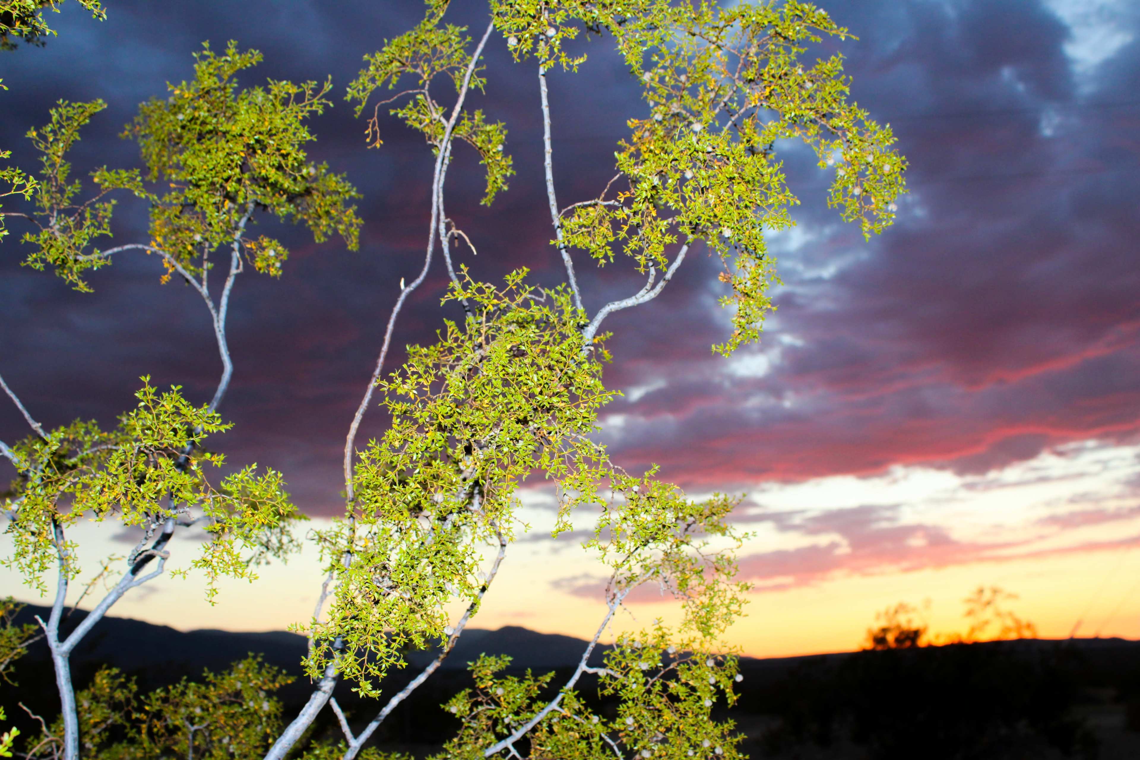 Desert Ranch with Mountain Views Image in , Johnson Valley, CA