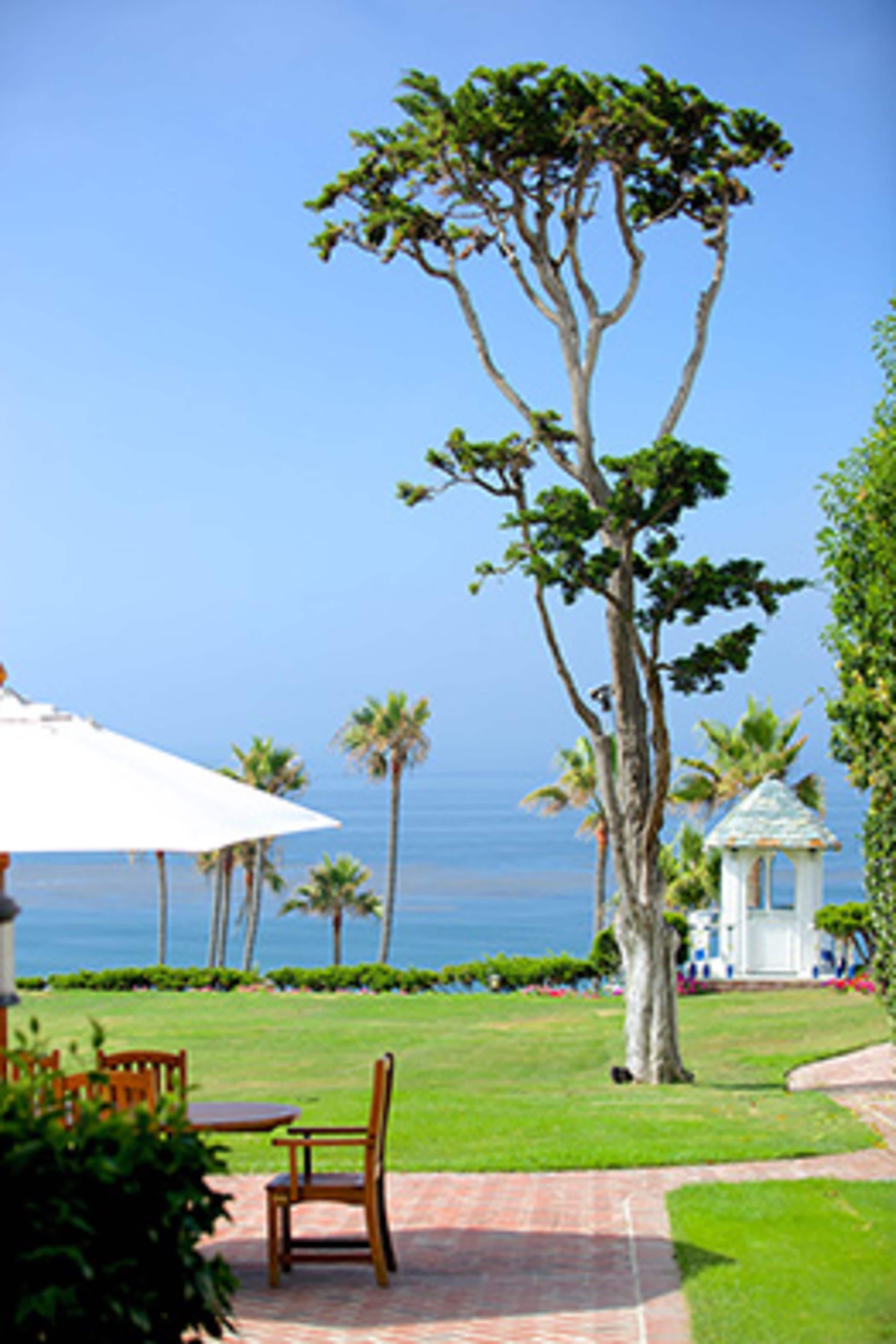 A tall tree stands beside a patio with wooden furniture, overlooking a beach with palm trees in the background.