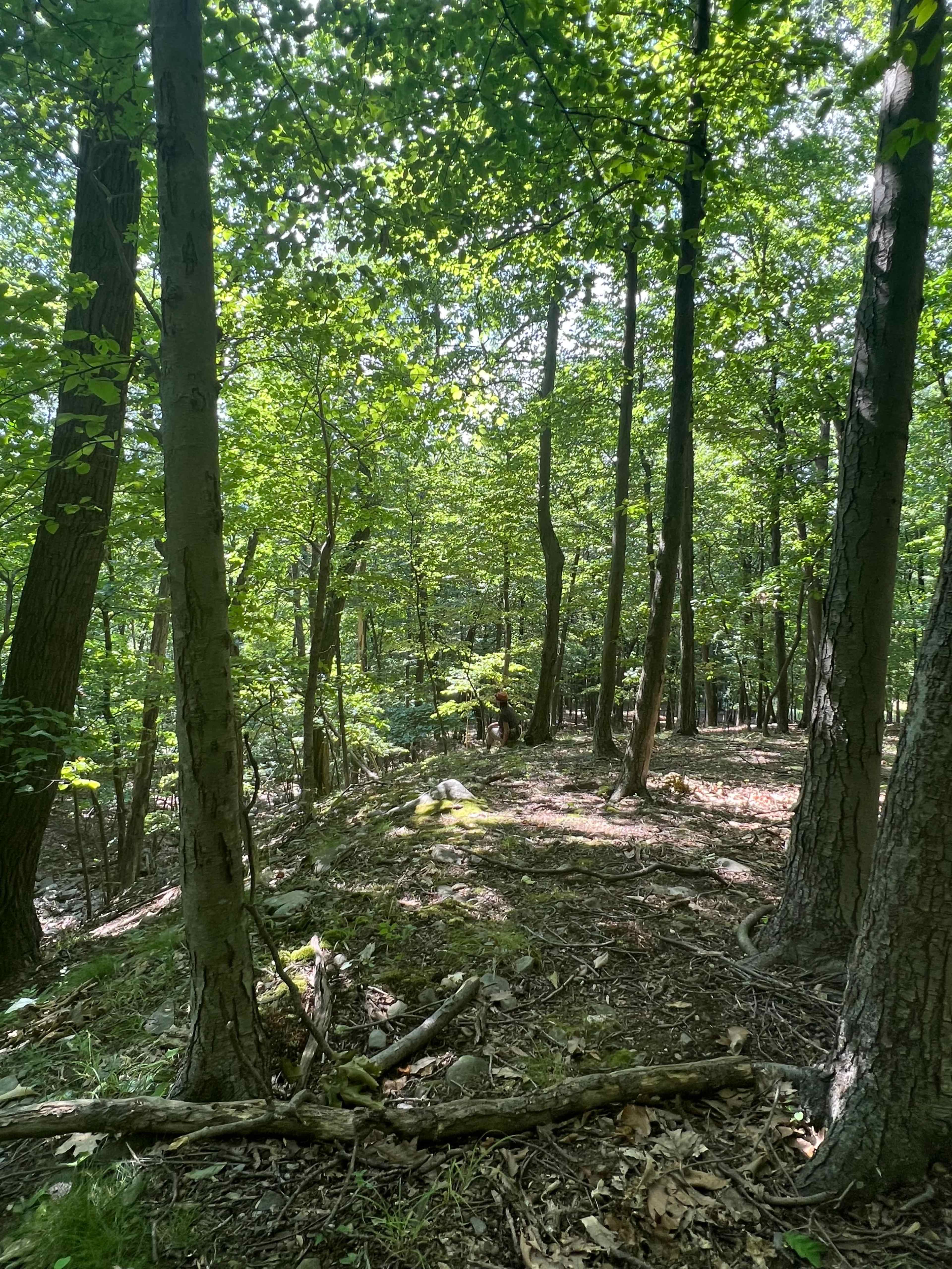 3.5 Acre Wooded Property Near Storm King Perfect for Film or Still Photo Shoots Image in Mountainville, Cornwall, NY