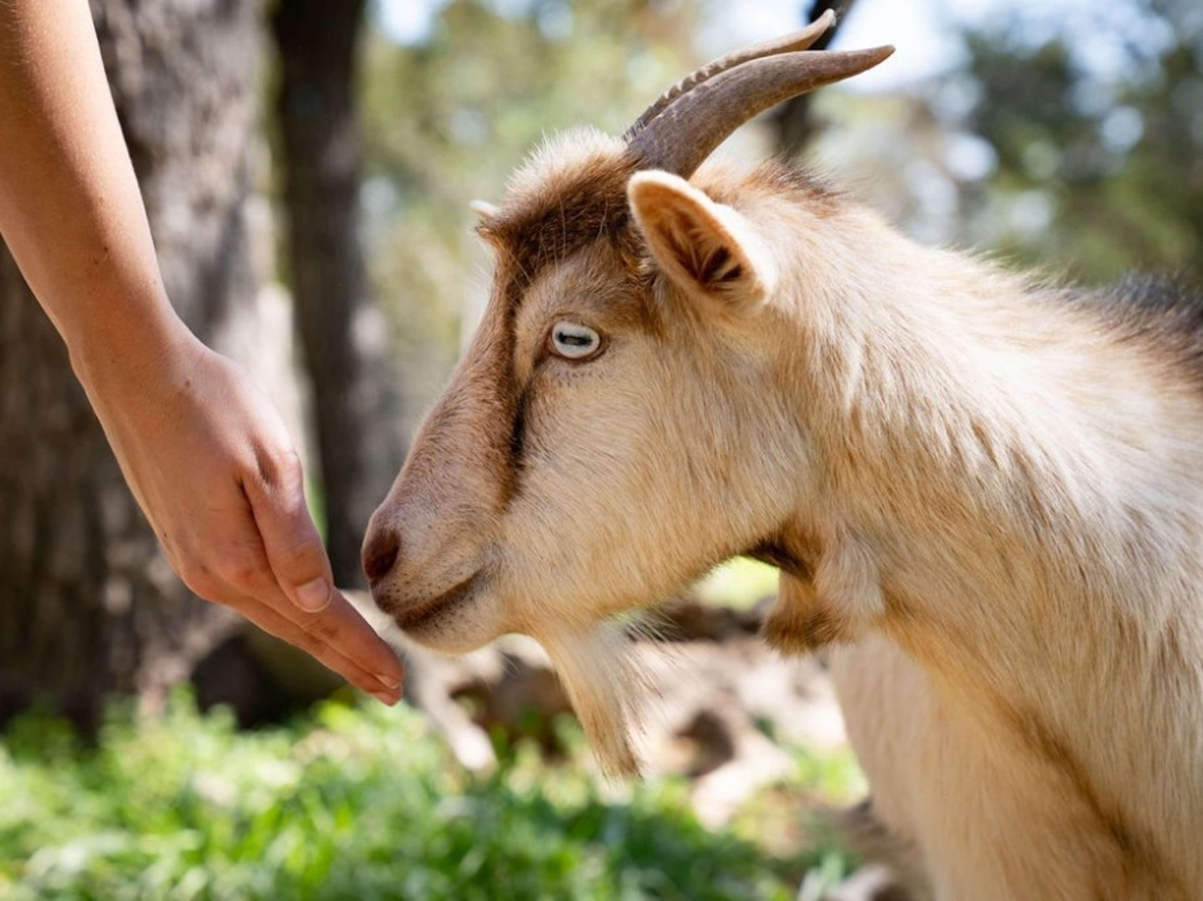 🌿 Microfarmer for a Day Experience 🐐🌾