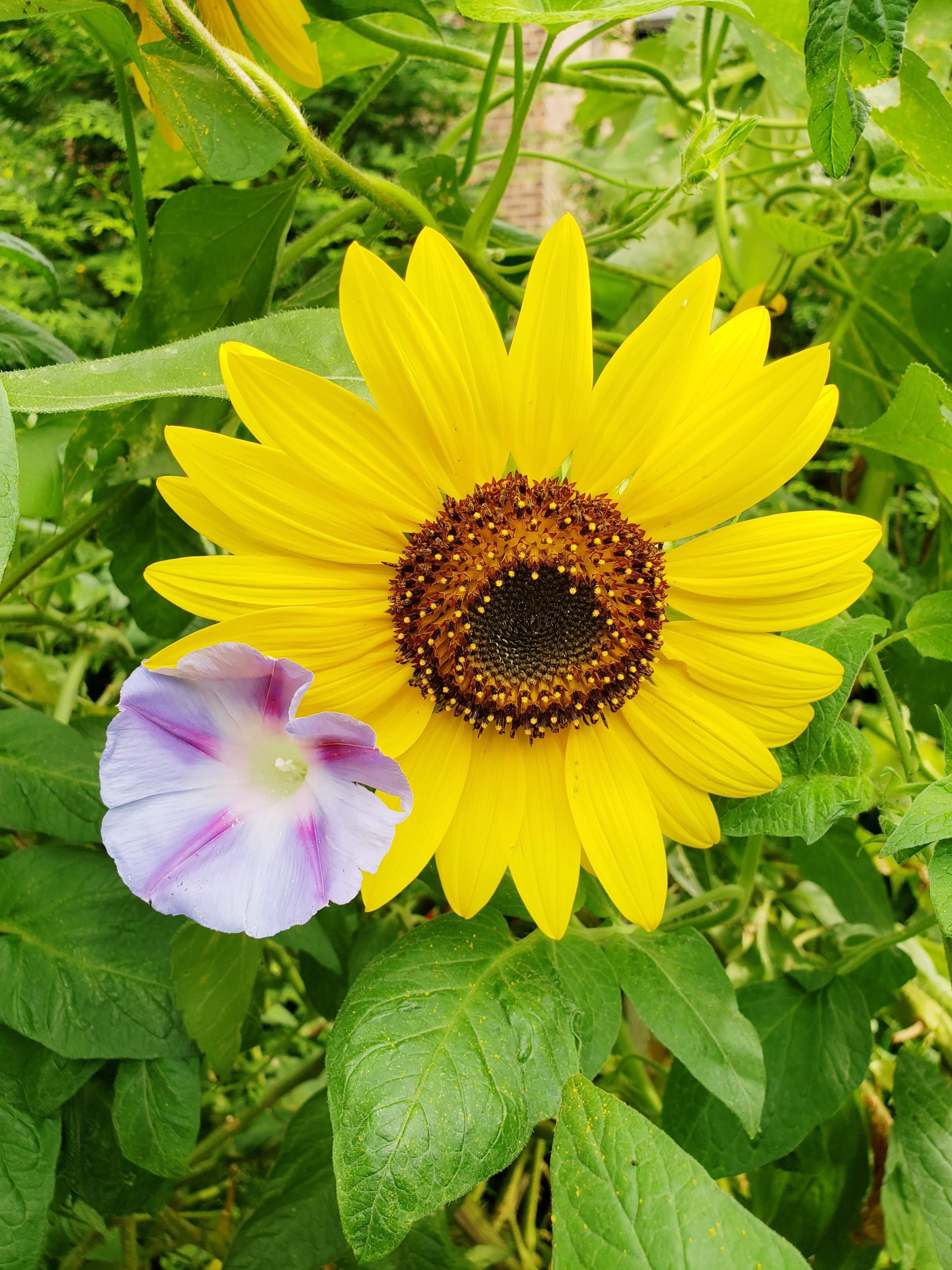 A bright sunflower with a brown center stands next to a pastel purple and white morning glory flower, surrounded by green leaves.
