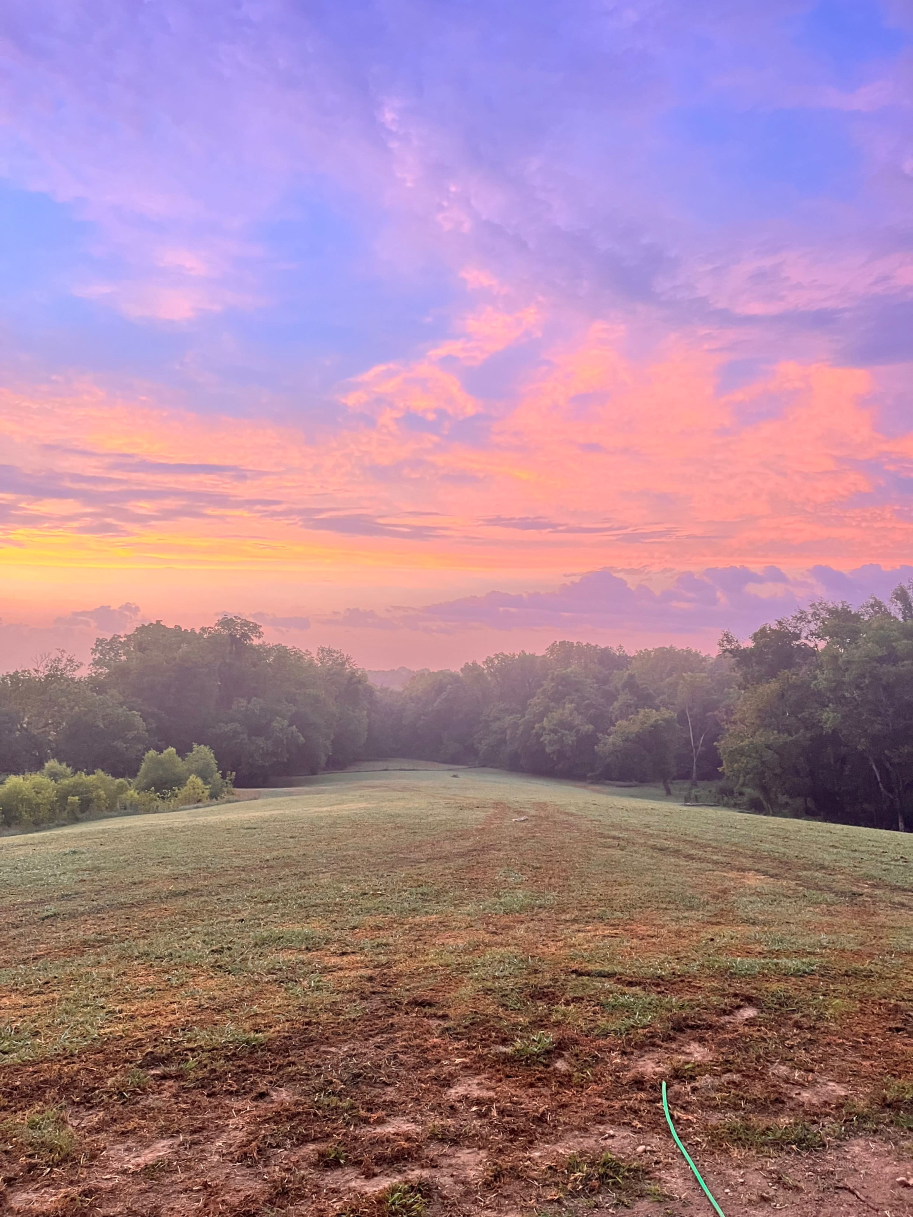 The image shows a grassy field under a vibrant sunset sky with pink and purple hues, surrounded by trees.