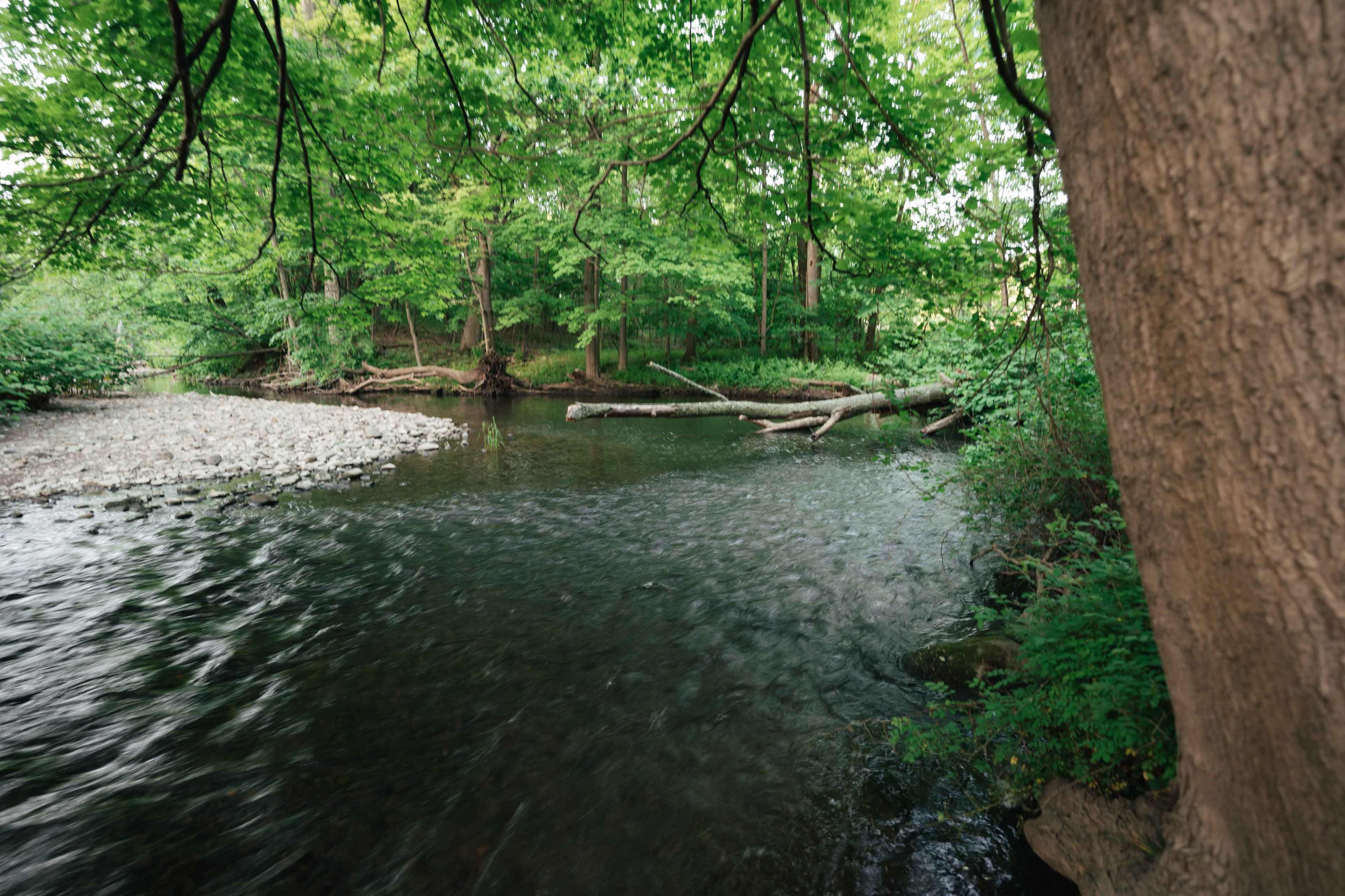 A calm river flows through a forested area with trees lining its banks.